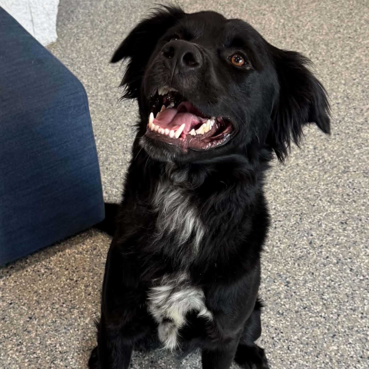 Oreo, a ADOPTABLE mixed breed in Danbury, CT image 3/6