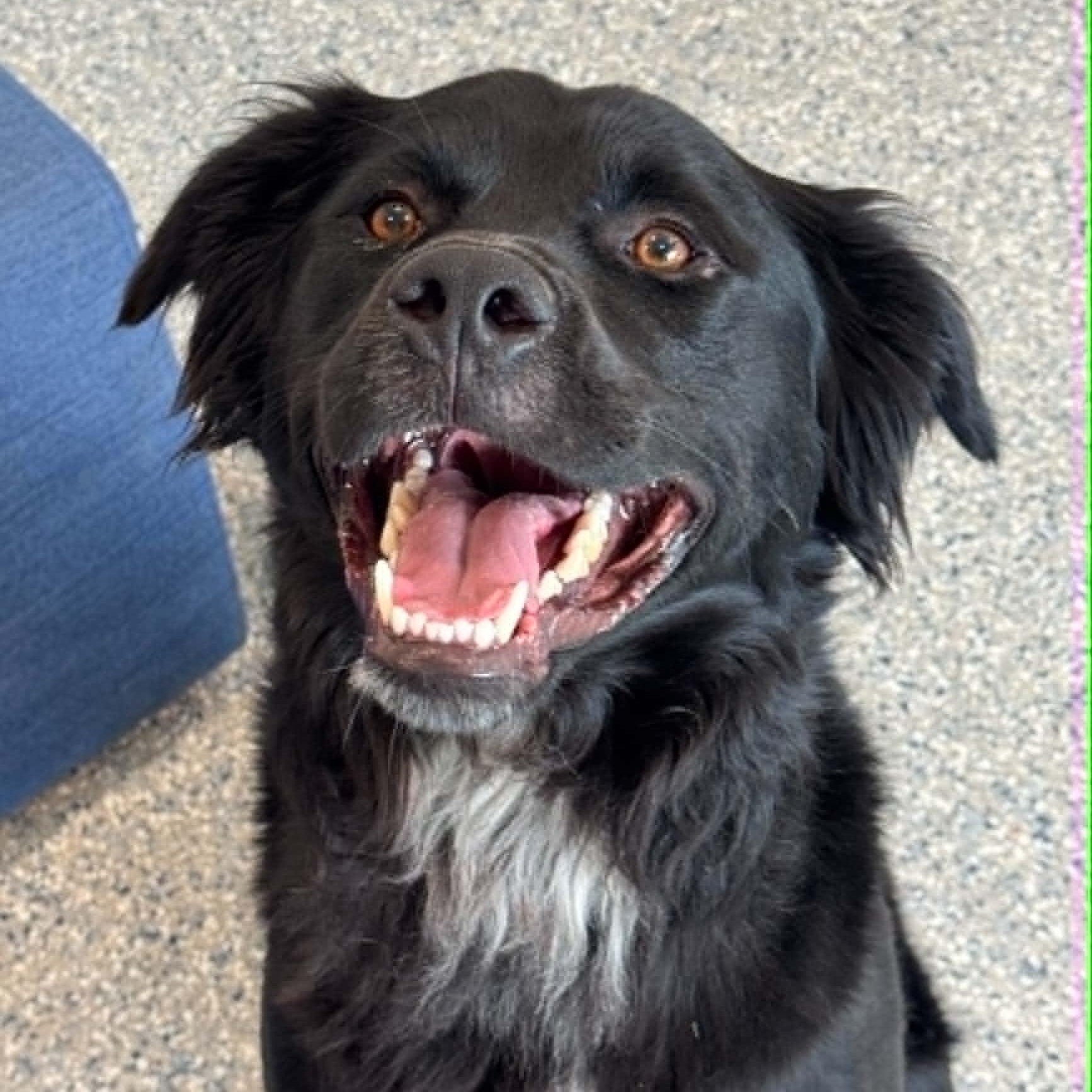 Oreo, a ADOPTABLE mixed breed in Danbury, CT image 6/6