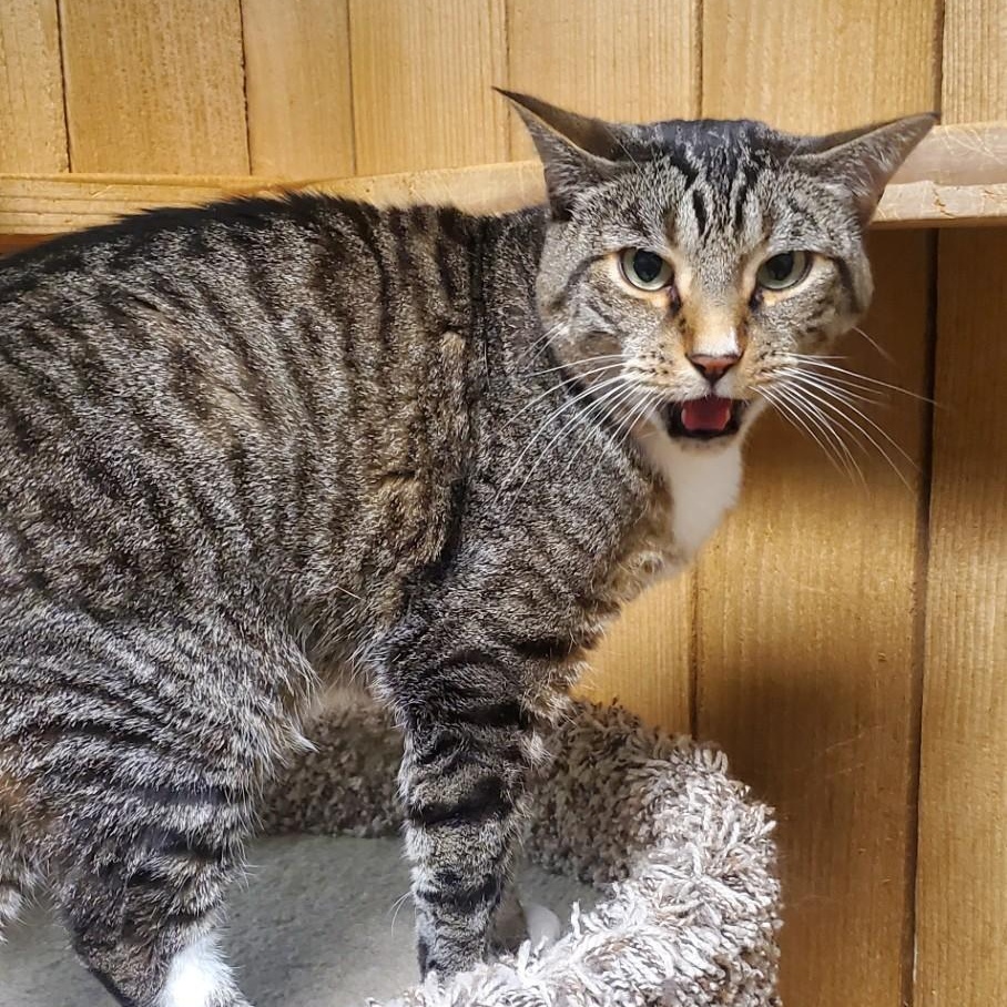 Jasper, an adoptable Domestic Short Hair in Spokane, WA, 99216 | Photo Image 2