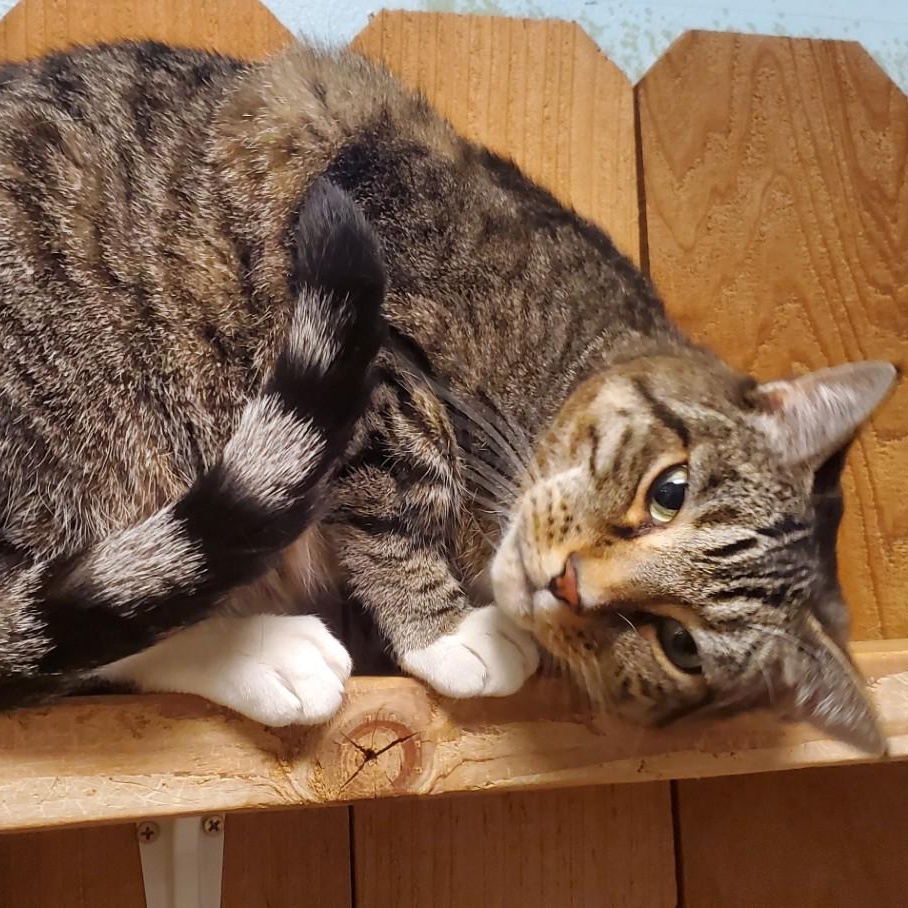 Jasper Domestic Short Hair Cat