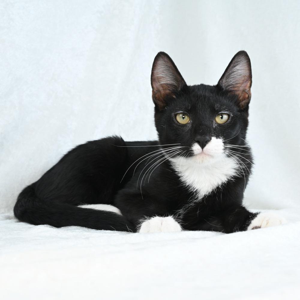 Emil, Adoptable, Kitten Male Domestic Short Hair.