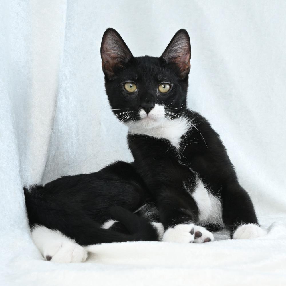 Emil, a Adoptable Domestic Short Hair in Mobile, AL image 2/6