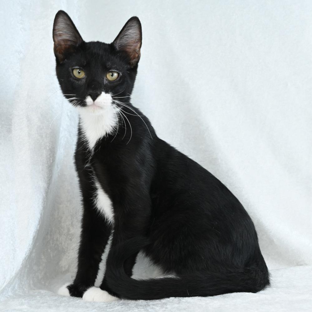 Emil, a Adoptable Domestic Short Hair in Mobile, AL image 3/6