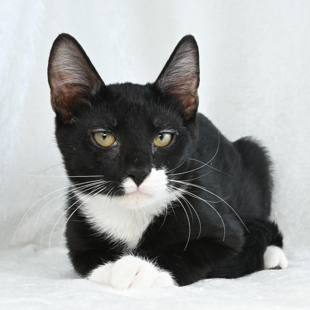 Emil, a Adoptable Domestic Short Hair in Mobile, AL image 4/6