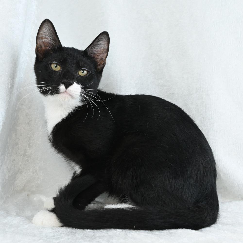 Emil, a Adoptable Domestic Short Hair in Mobile, AL image 5/6