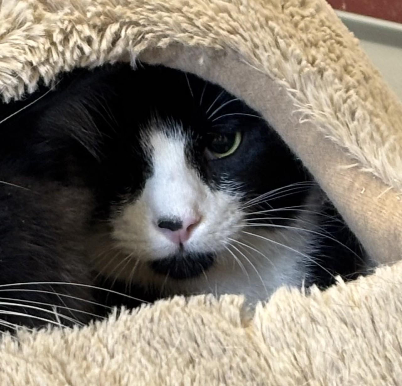 Cooper (Available w/ bonded brother, Cecil), a Adoptable mixed breed in Terryville, CT image 3/6