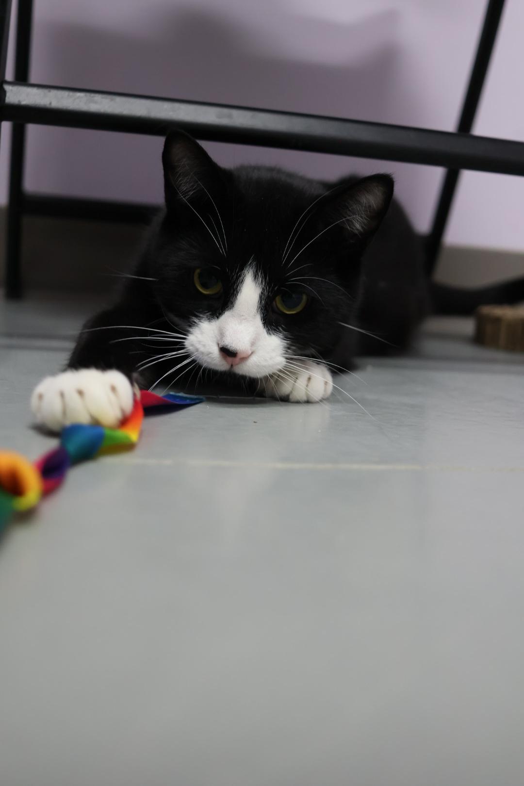 Cooper (Available w/ bonded brother, Cecil), a Adoptable mixed breed in Terryville, CT image 4/6