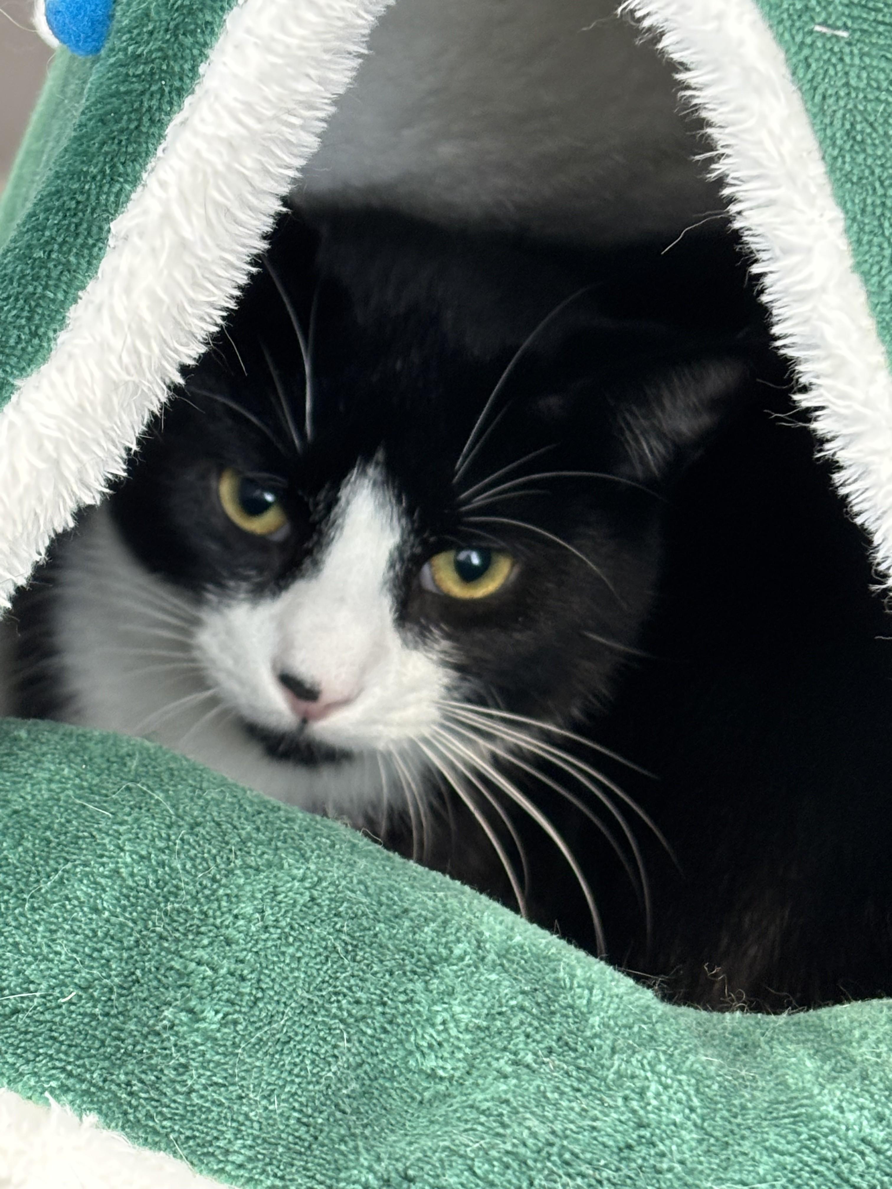 Cooper (Available w/ bonded brother, Cecil), a Adoptable mixed breed in Terryville, CT image 5/6