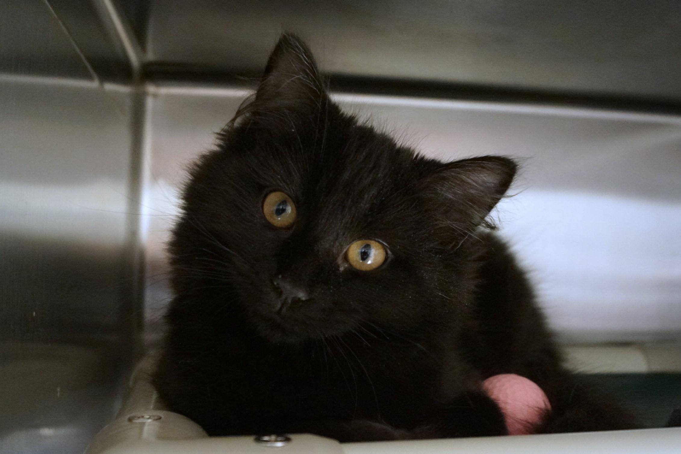 Enlarge Kitten 25-17 D, an adopted Domestic Long Hair in New Milford, CT image 4/6