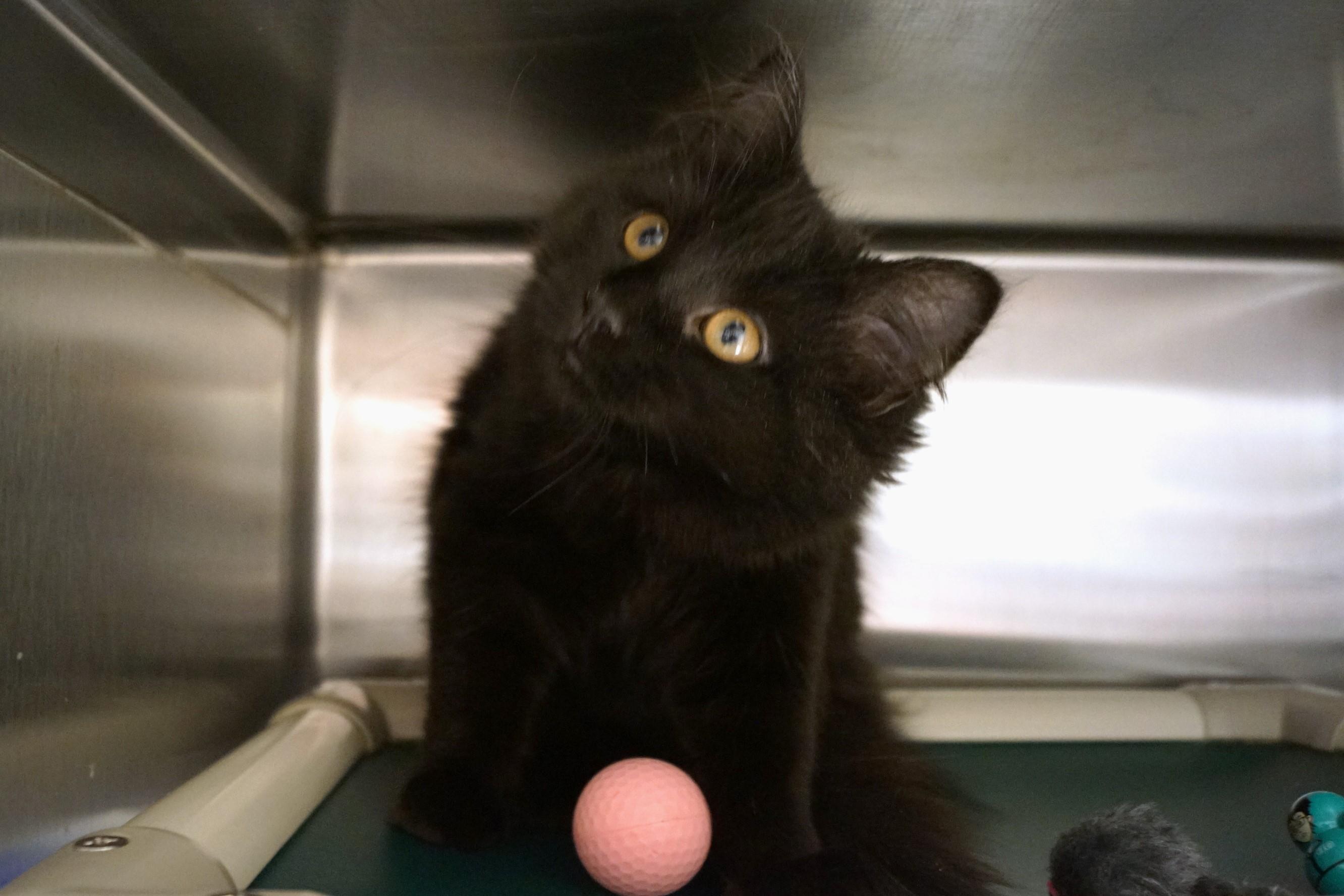 Enlarge Kitten 25-17 D, an adopted Domestic Long Hair in New Milford, CT image 1/6