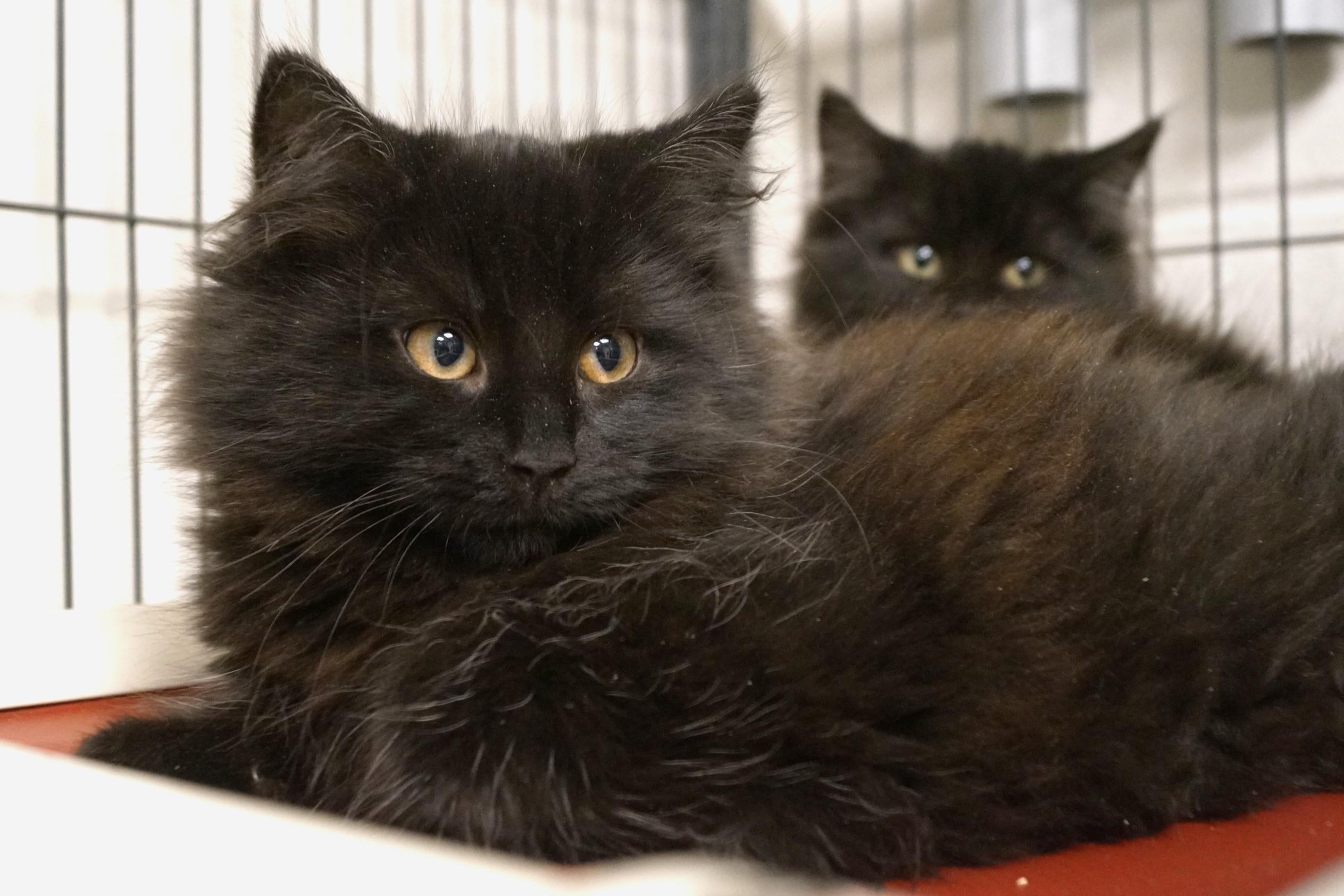 Enlarge Kitten 25-17 D, an adopted Domestic Long Hair in New Milford, CT image 5/6