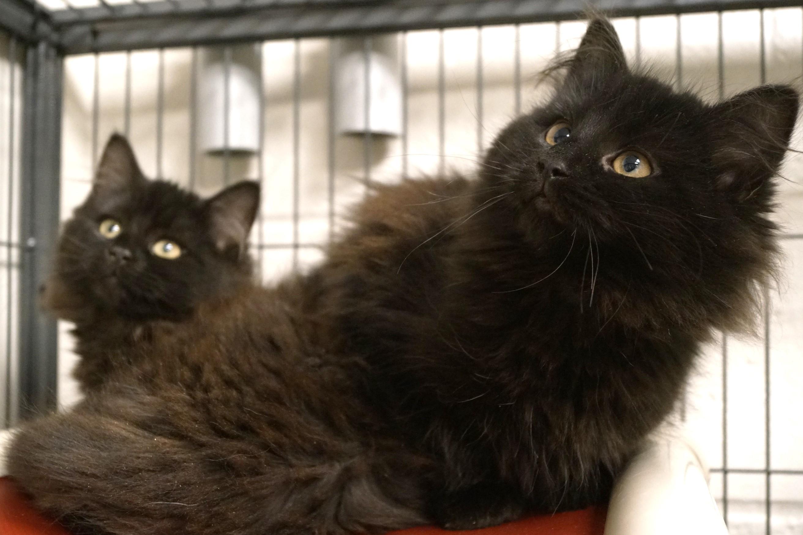 Enlarge Kitten 25-17 D, an adopted Domestic Long Hair in New Milford, CT image 6/6