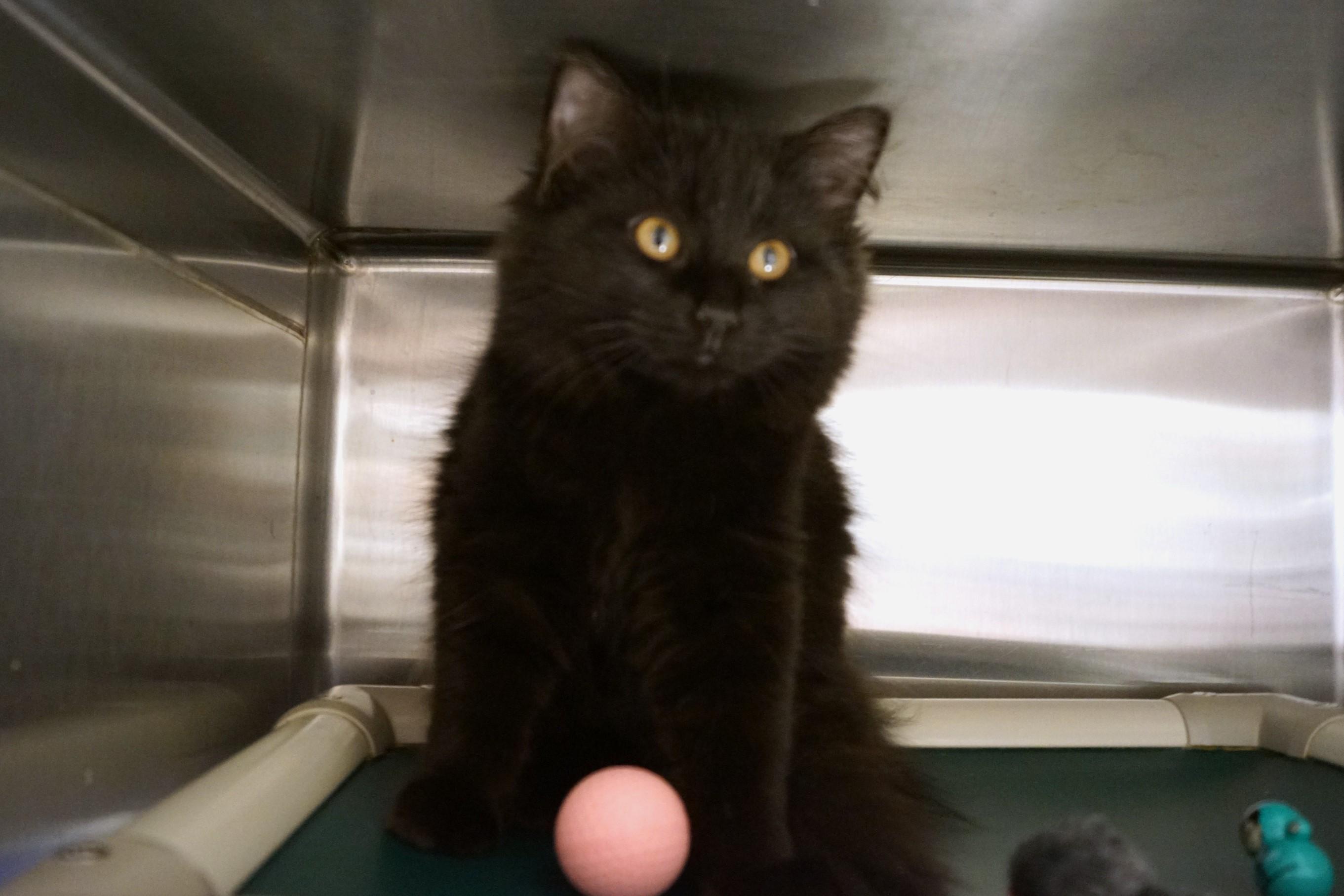 Enlarge Kitten 25-17 D, an adopted Domestic Long Hair in New Milford, CT image 2/6