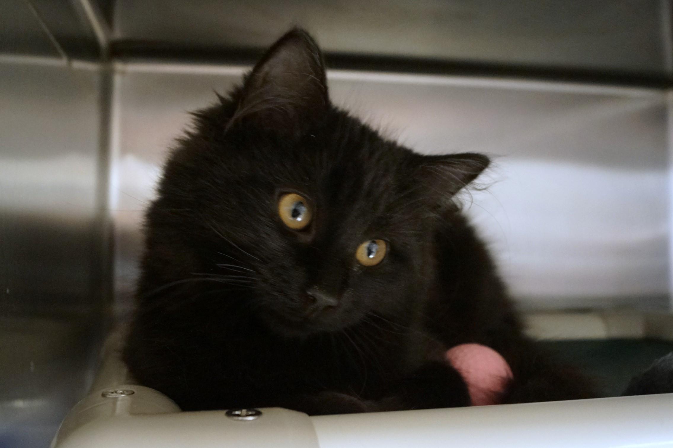 Enlarge Kitten 25-17 D, an adopted Domestic Long Hair in New Milford, CT image 3/6