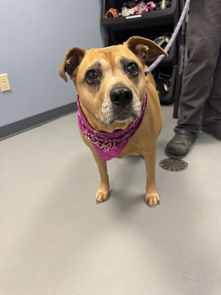 Enlarge Sally , a ADOPTABLE mixed breed in Zanesville, OH image 1/3