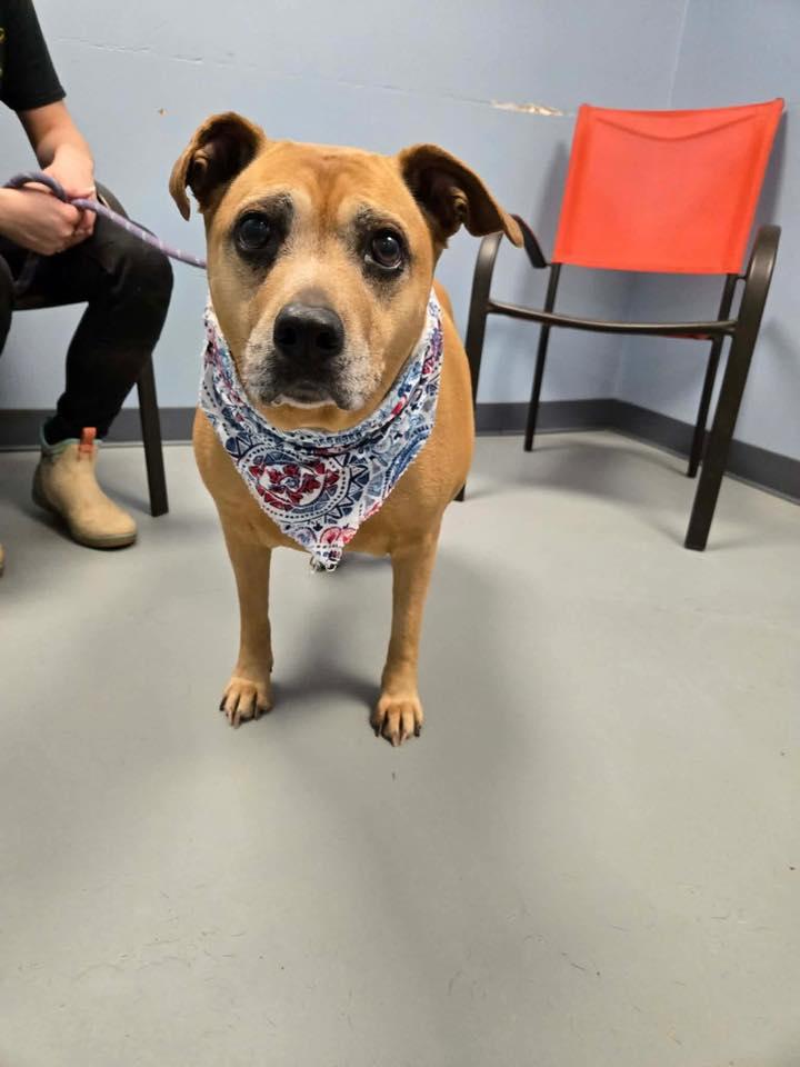 Enlarge Sally , a ADOPTABLE mixed breed in Zanesville, OH image 3/3