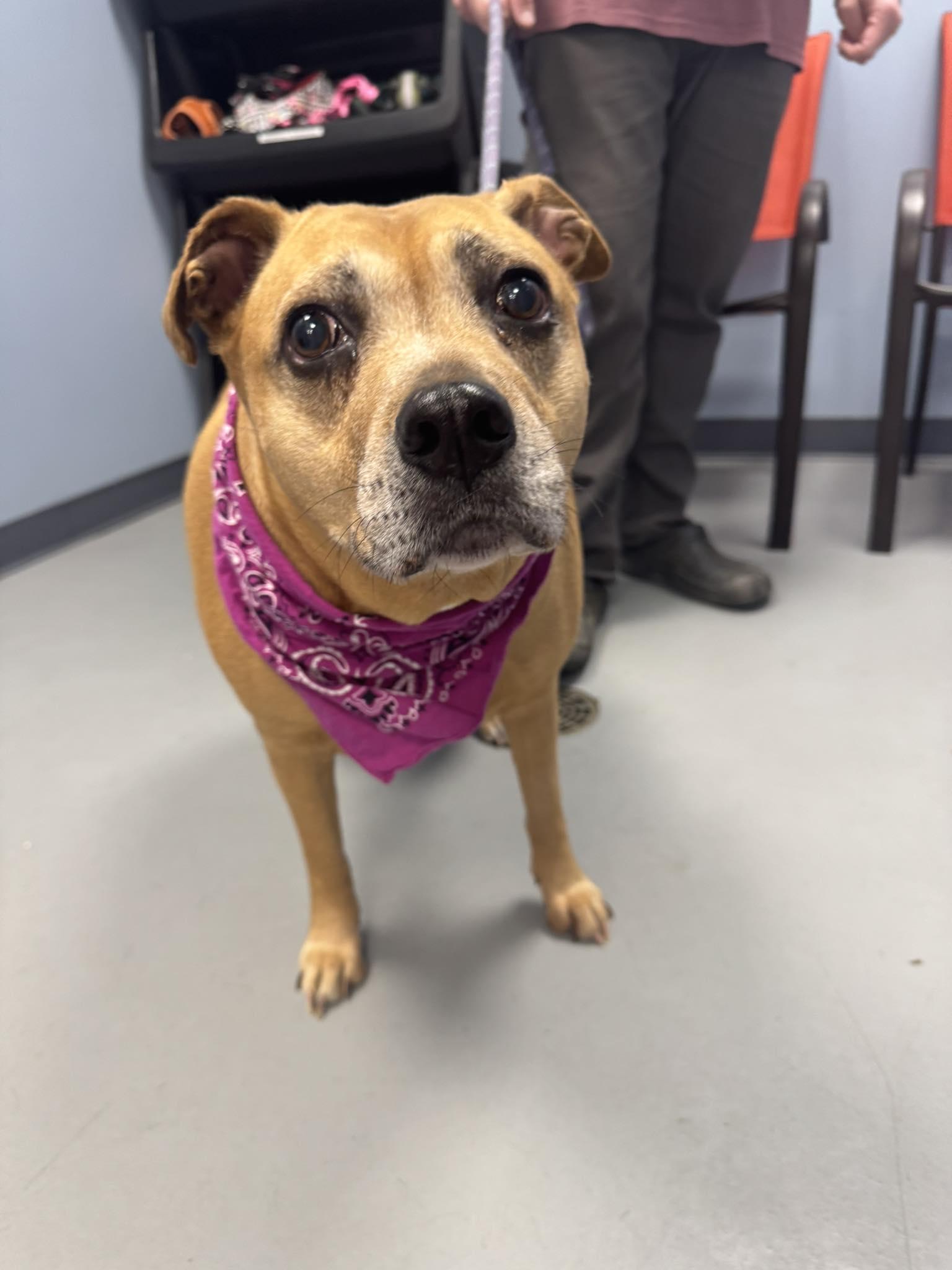 Enlarge Sally , a ADOPTABLE mixed breed in Zanesville, OH image 2/3