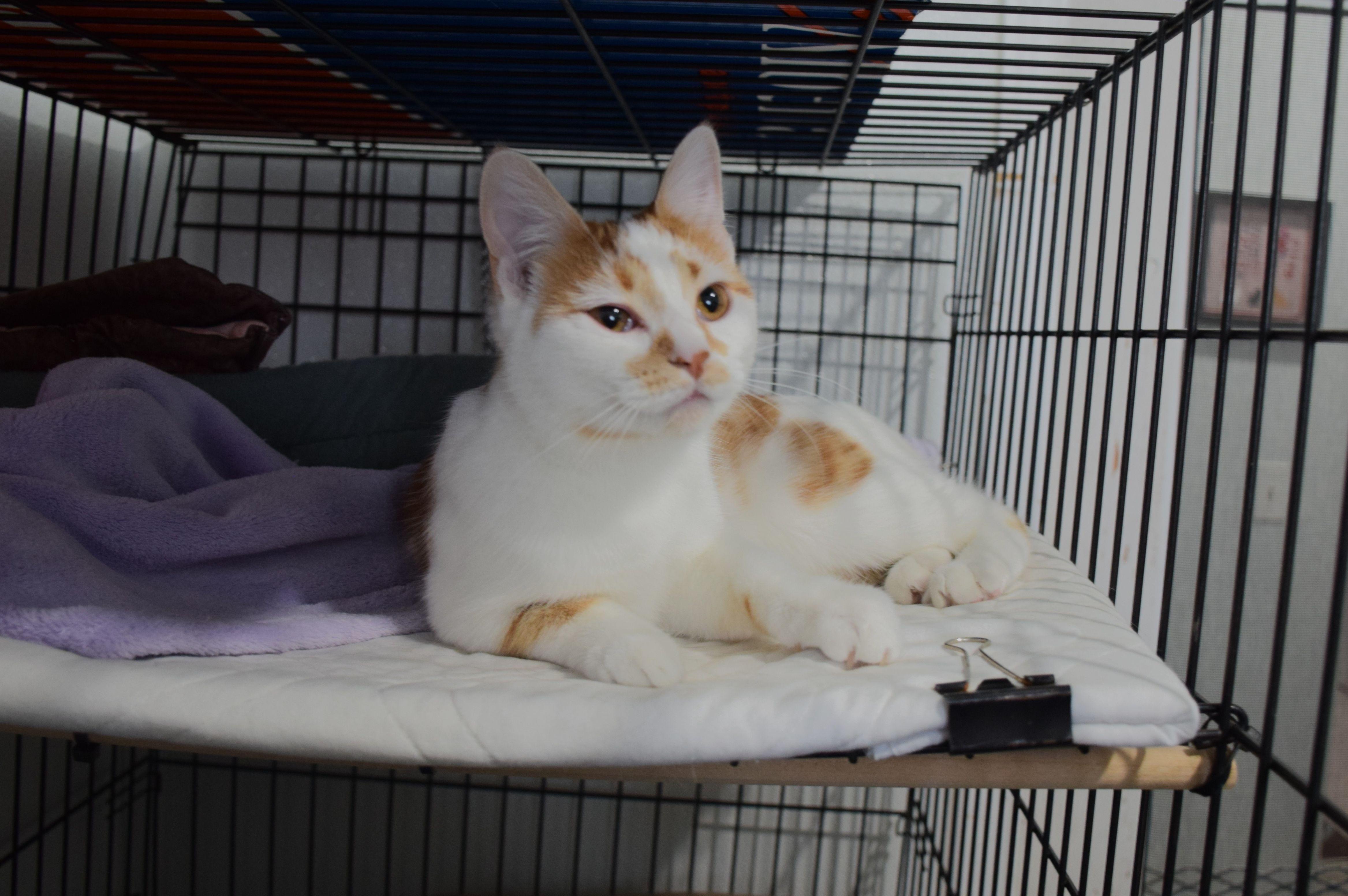 Enlarge Harriet, a ADOPTABLE Tabby in Claresholm, AB image 1/1