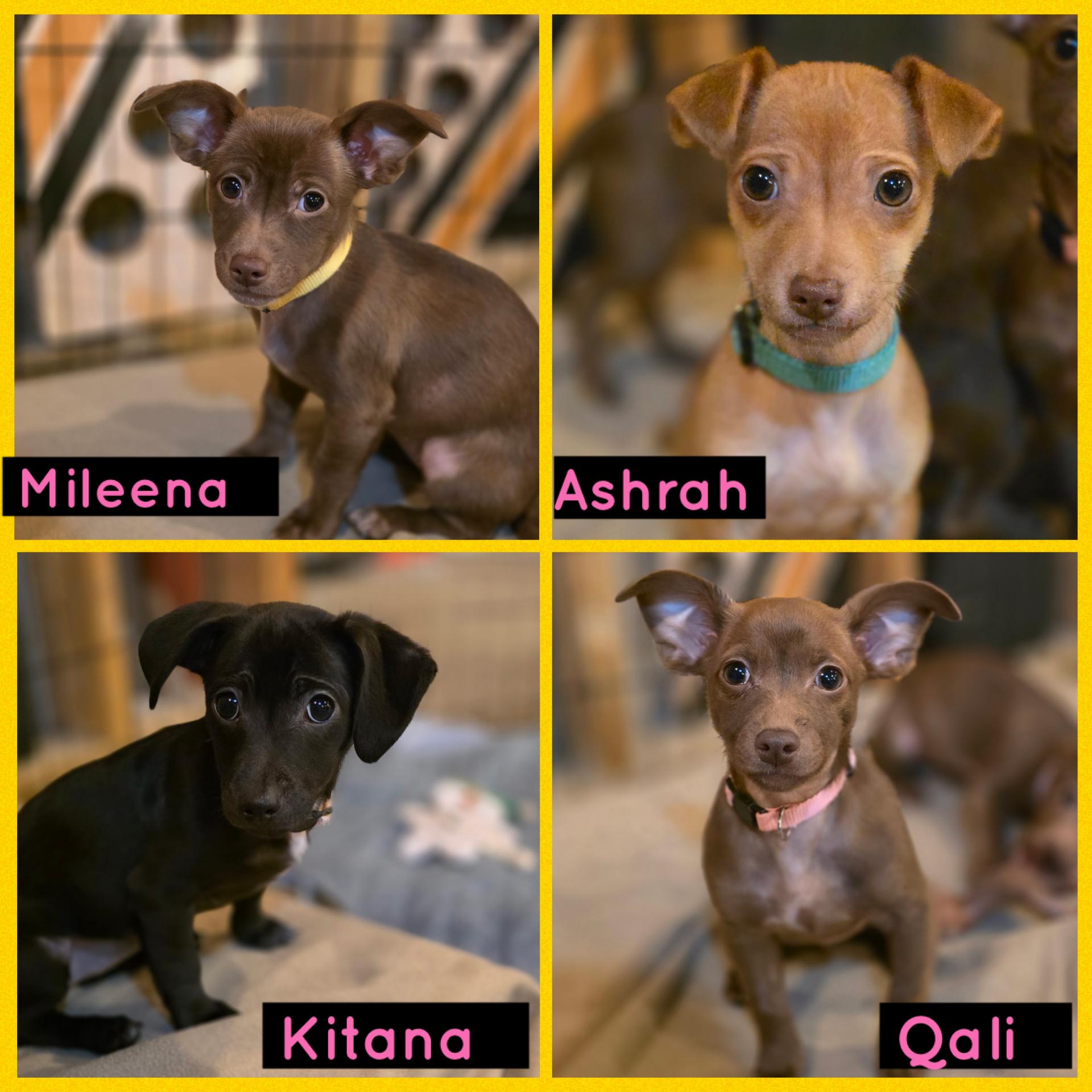 Ashrah, Qali, Kitana and Mileena, a ADOPTABLE mixed breed in Richmond, VA image 2/4