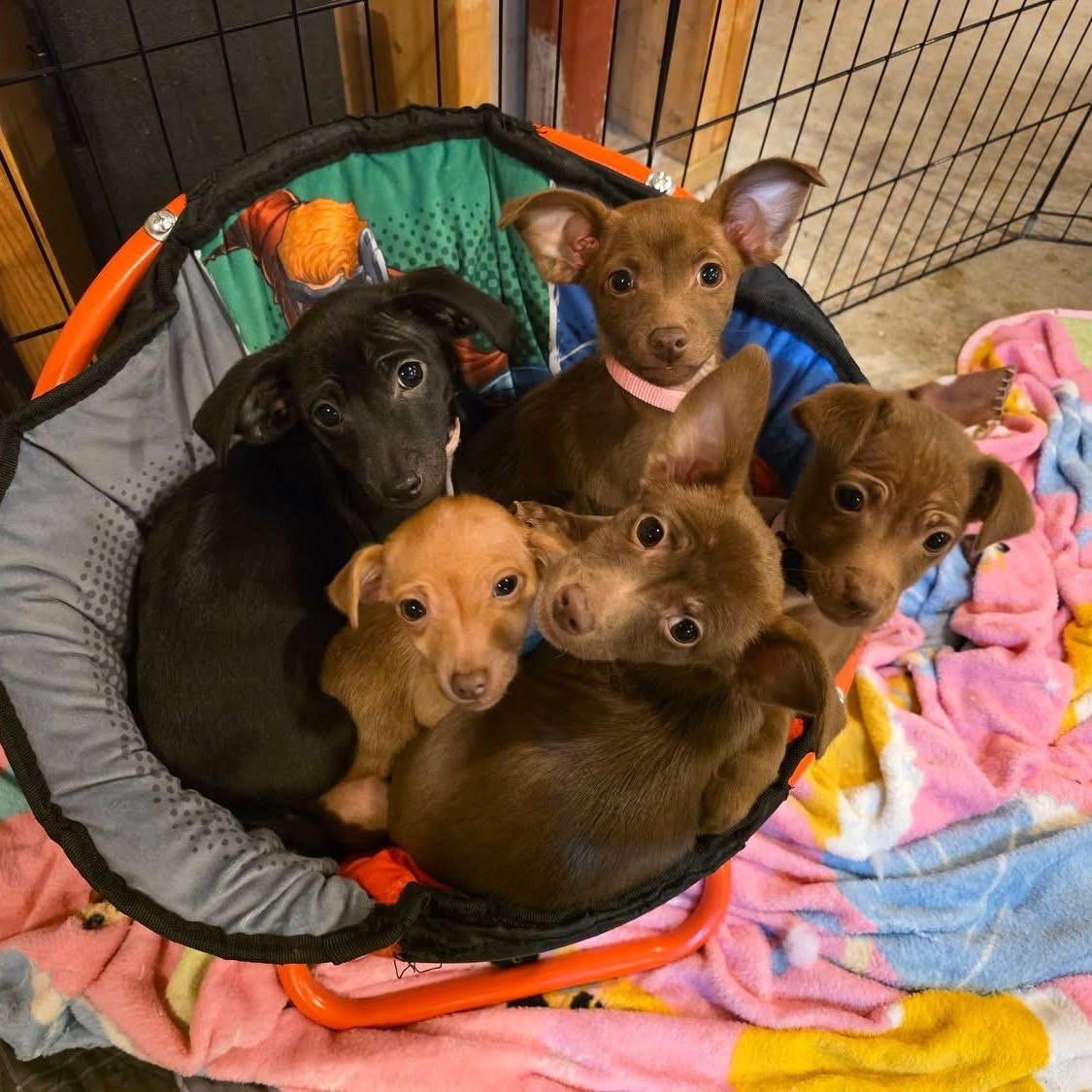 Ashrah, Qali, Kitana and Mileena, a ADOPTABLE mixed breed in Richmond, VA image 1/4