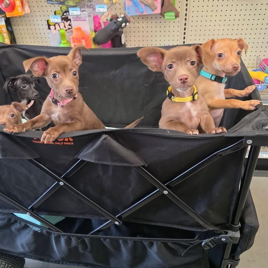 Ashrah, Qali, Kitana and Mileena, a ADOPTABLE mixed breed in Richmond, VA image 4/4