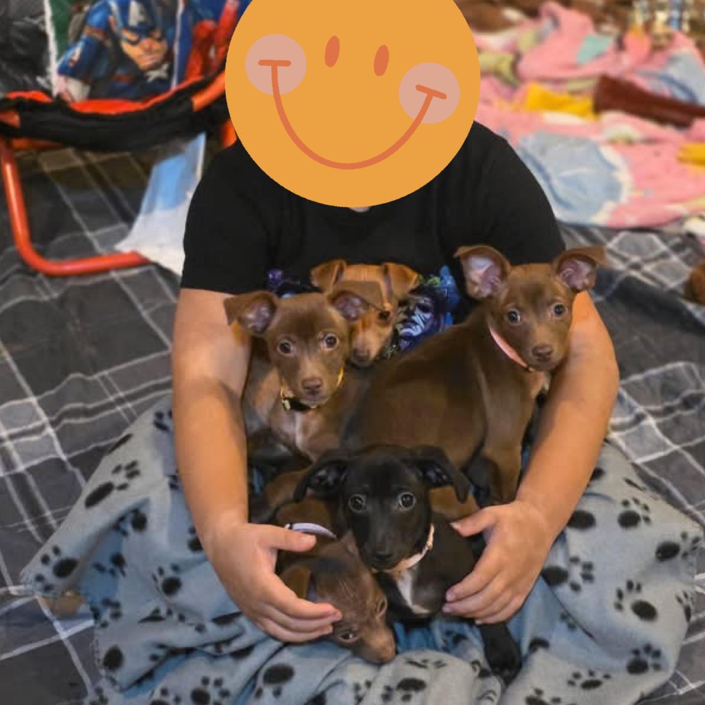 Ashrah, Qali, Kitana and Mileena, a ADOPTABLE mixed breed in Richmond, VA image 3/4