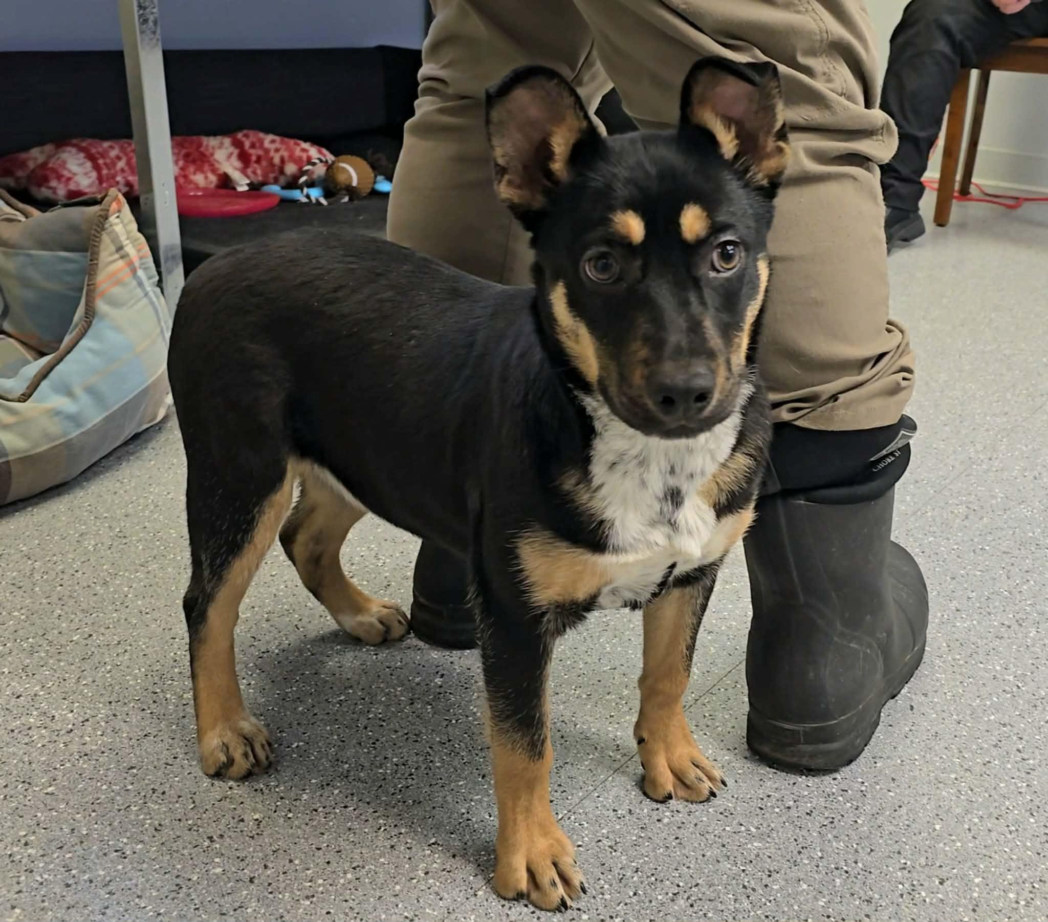Clover, adopted, Young Female Miniature Pinscher.