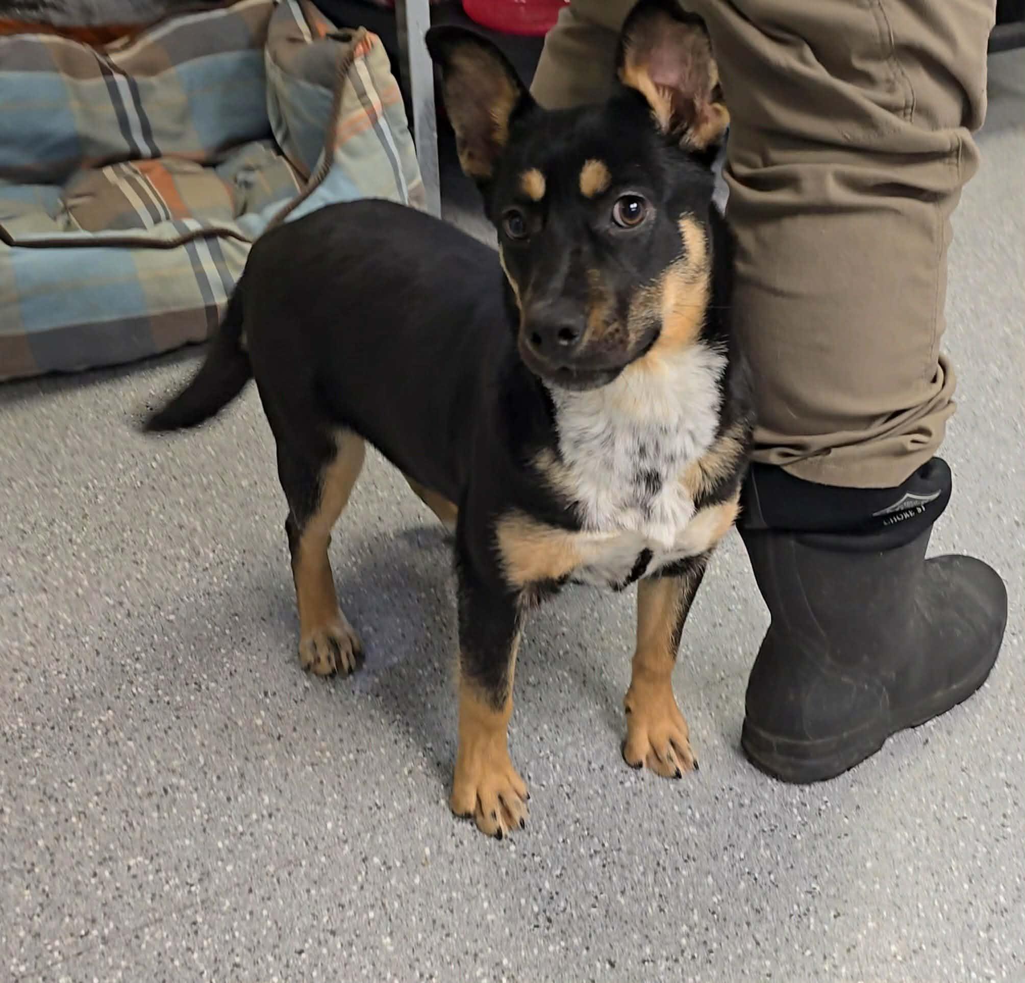 Clover, an adopted mixed breed in Watertown, NY image 2/2