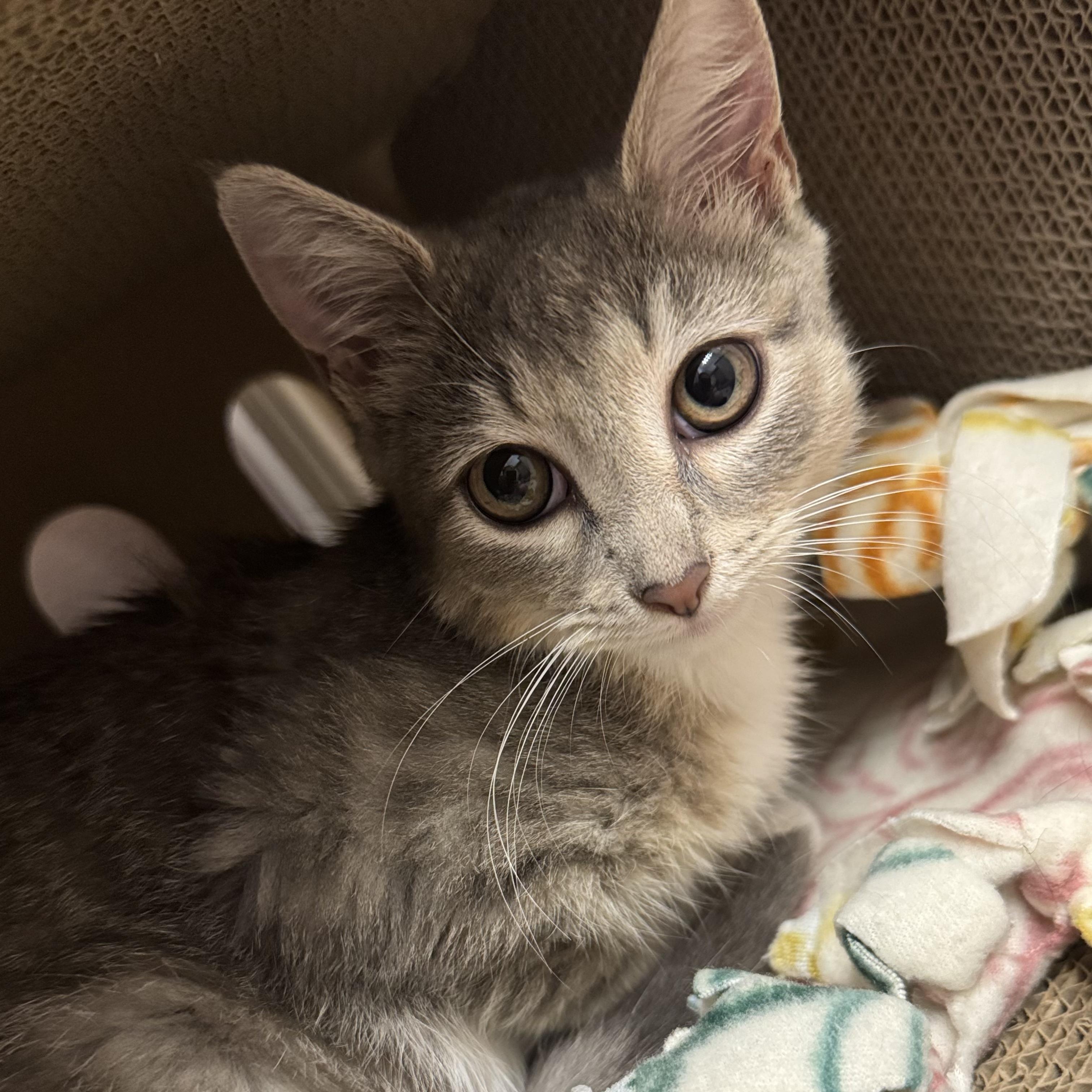 Roxy, a ADOPTABLE Domestic Short Hair in Bordentown, NJ image 2/6