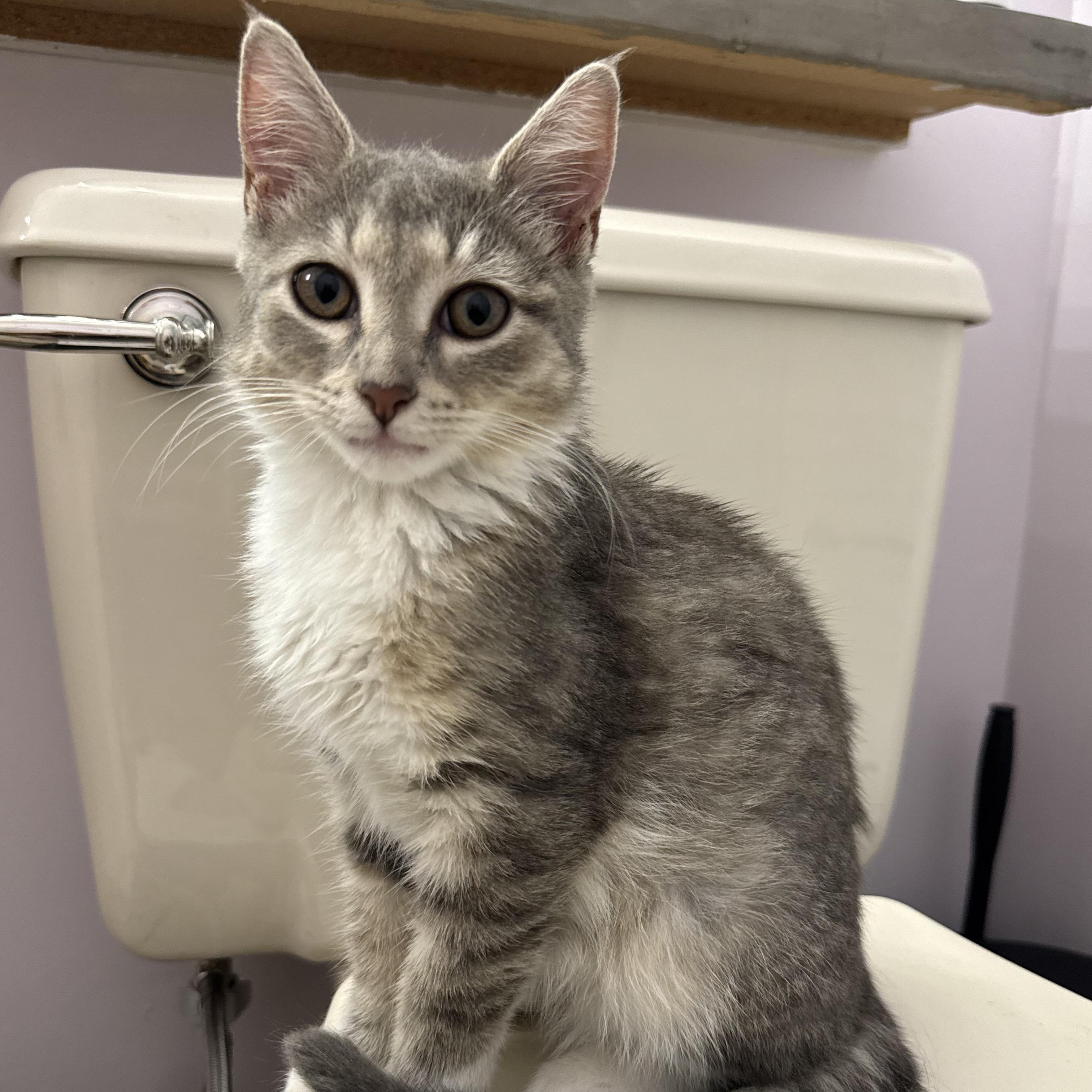 Roxy, a ADOPTABLE Domestic Short Hair in Bordentown, NJ image 3/6