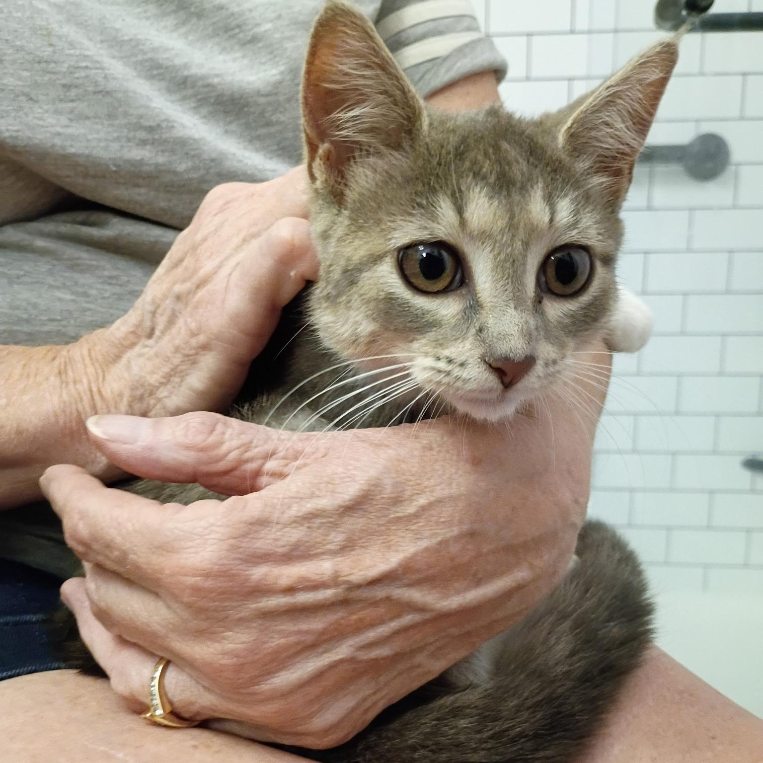 Roxy, a ADOPTABLE Domestic Short Hair in Bordentown, NJ image 5/6