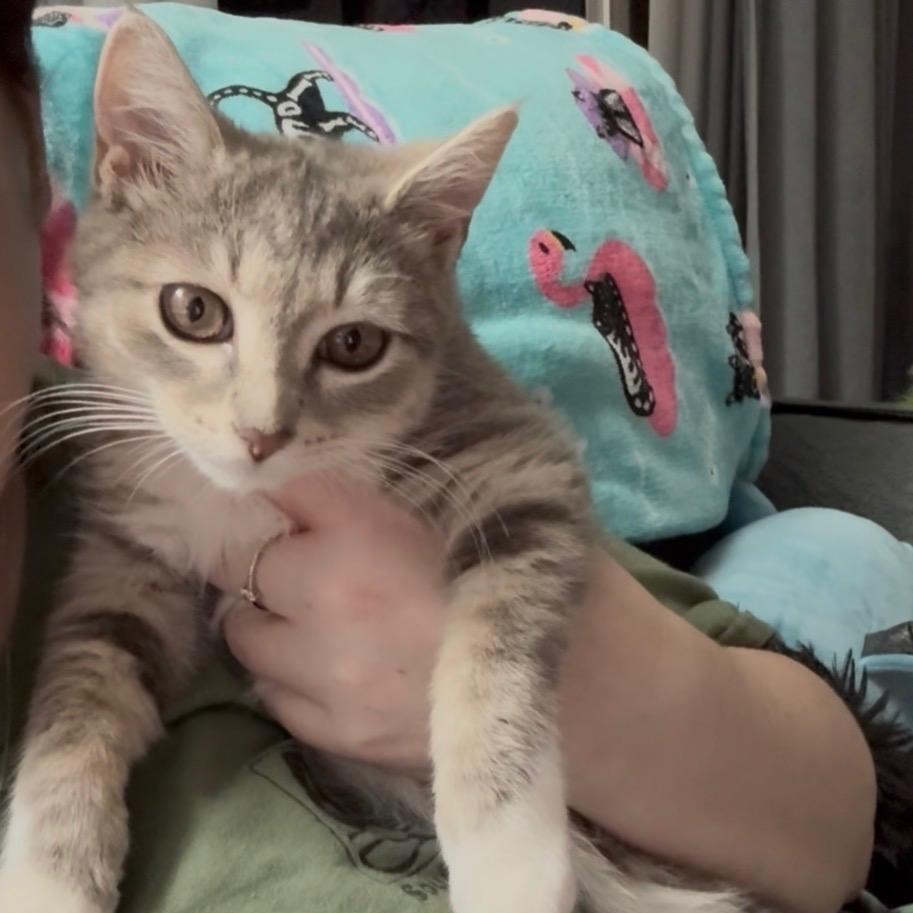 Roxy, a ADOPTABLE Domestic Short Hair in Bordentown, NJ image 6/6