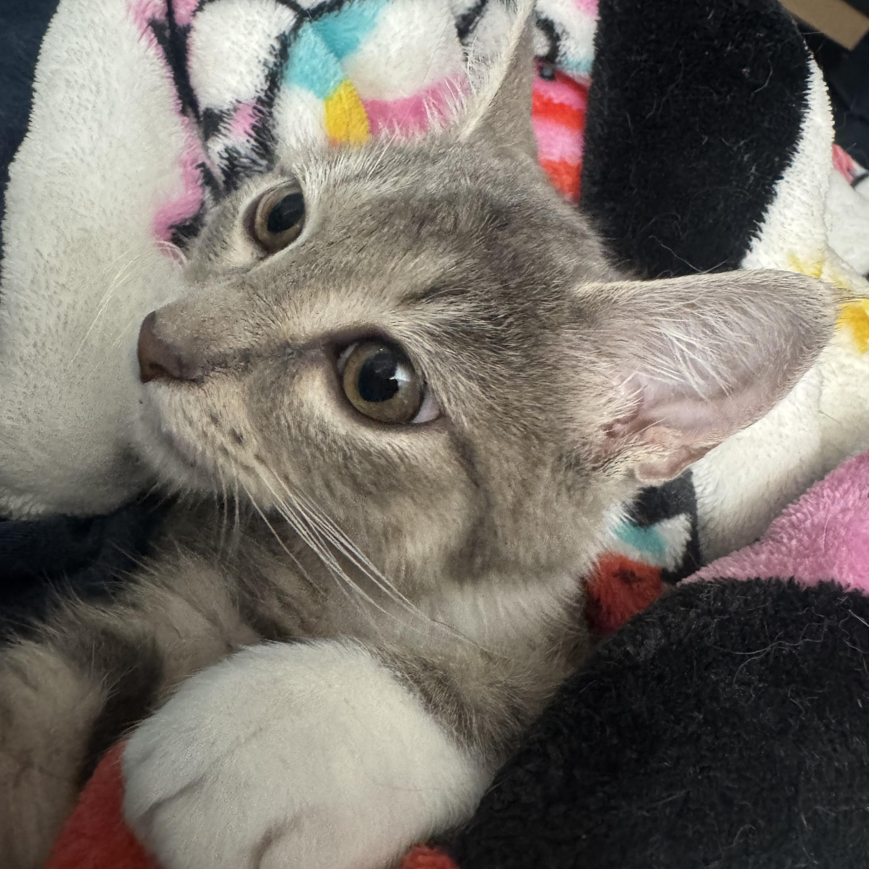 Roxy, ADOPTABLE, Kitten Female Domestic Short Hair.