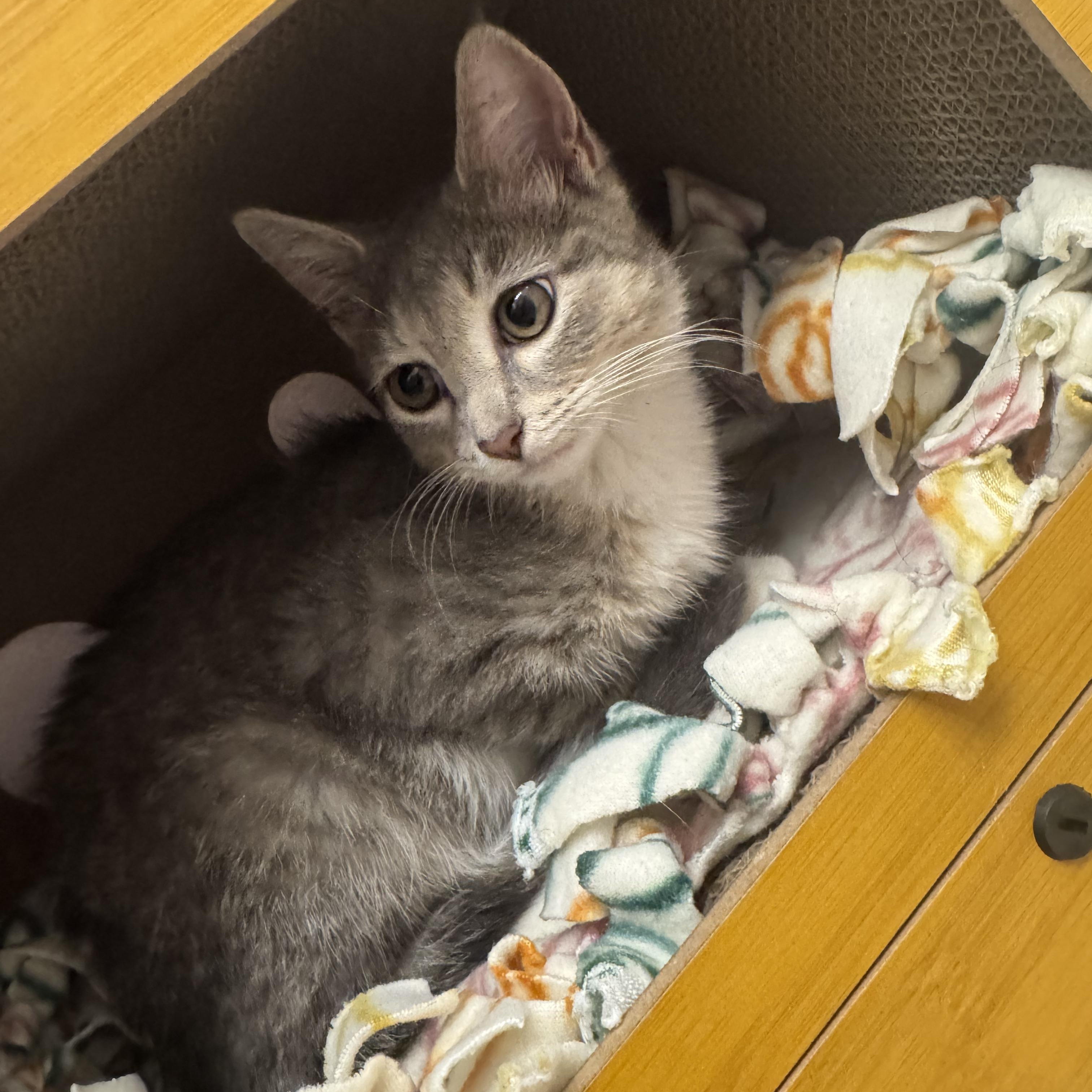 Roxy, a ADOPTABLE Domestic Short Hair in Bordentown, NJ image 4/6