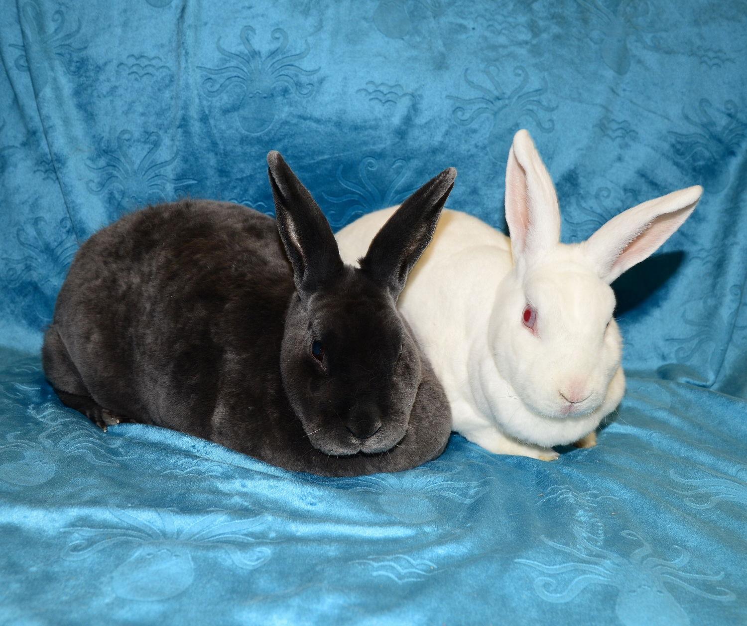Poppy and Willa, Adoptable, Adult Female Mini Rex.