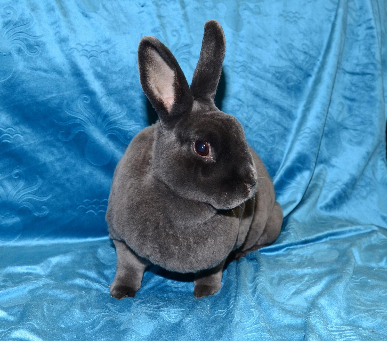 Enlarge Poppy and Willa, a Adoptable Mini Rex in Chesterfield, MO image 2/3