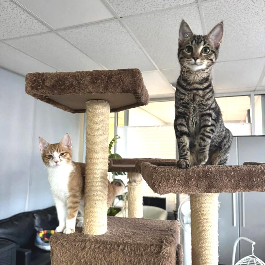 Maisie, Adoptable, Young Female Domestic Short Hair.