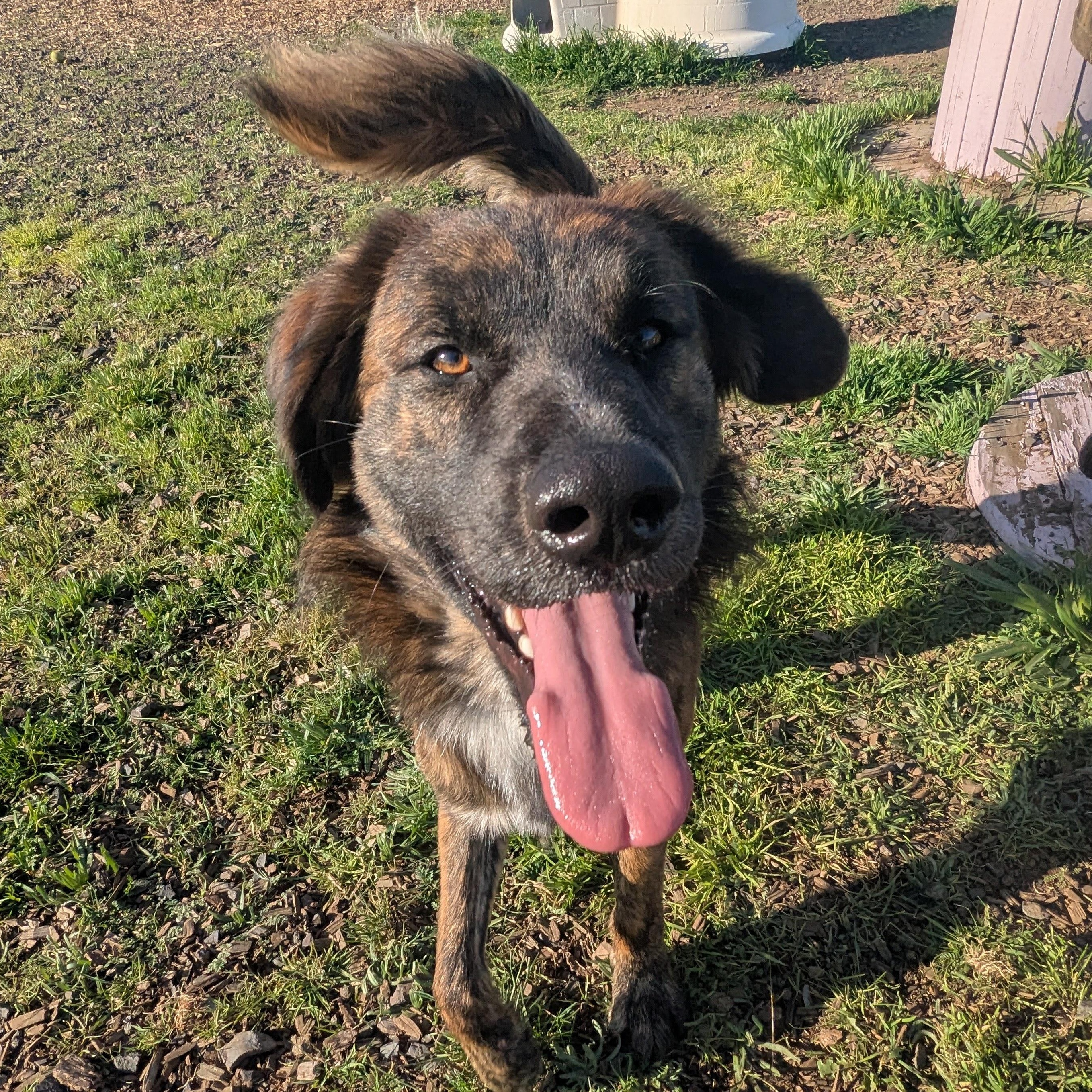 Enlarge Ted, a Adoptable mixed breed in The Dalles, OR image 3/6