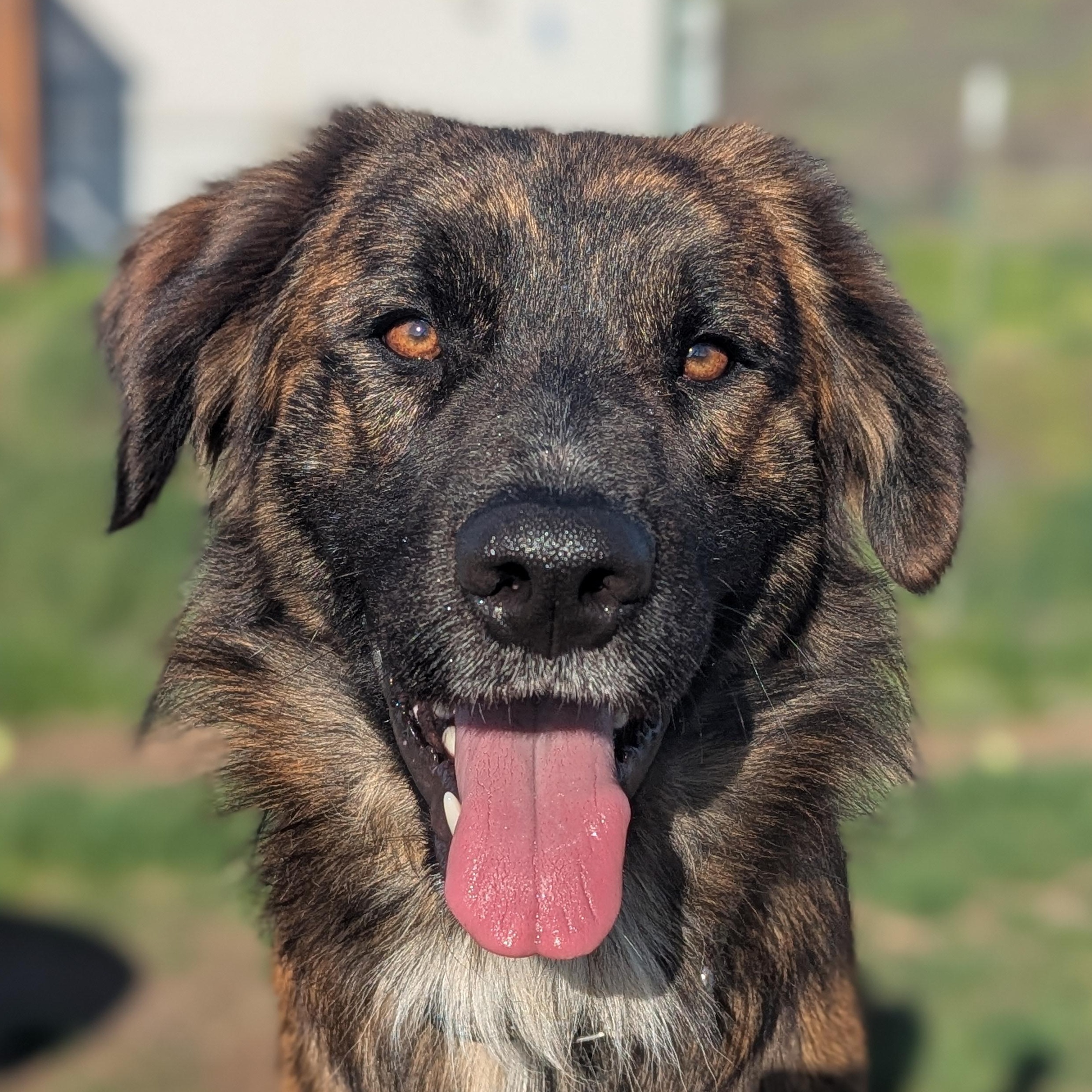 Enlarge Ted, a Adoptable mixed breed in The Dalles, OR image 1/6