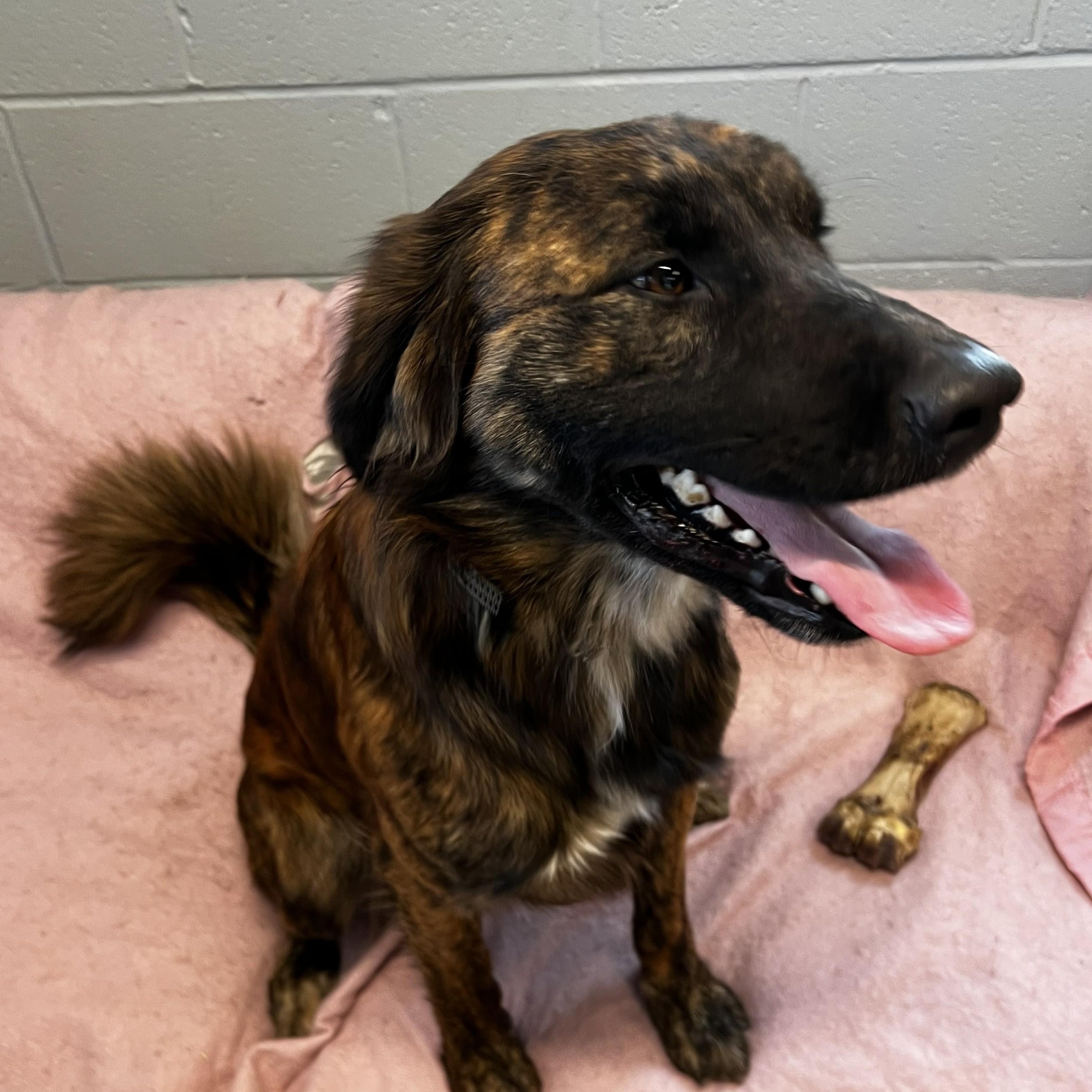 Enlarge Ted, a Adoptable mixed breed in The Dalles, OR image 4/6