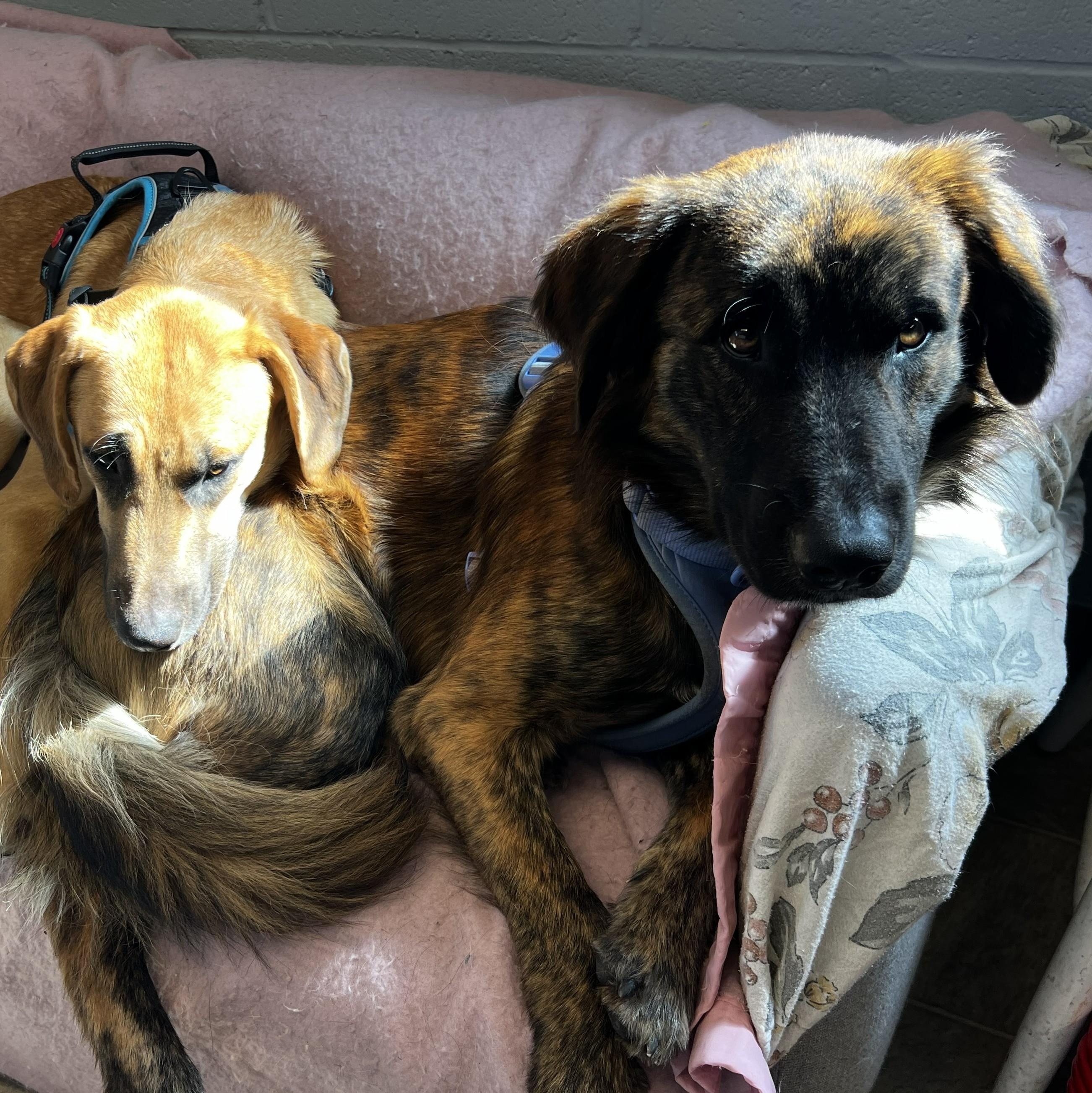 Enlarge Ted, a Adoptable mixed breed in The Dalles, OR image 6/6