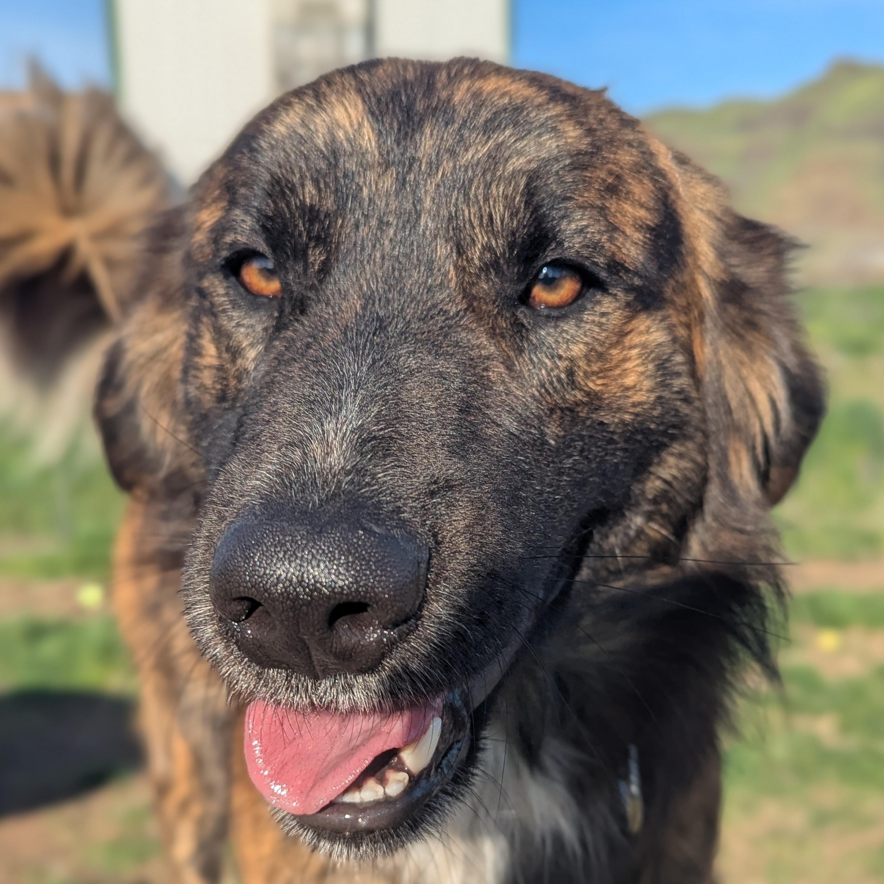 Enlarge Ted, a Adoptable mixed breed in The Dalles, OR image 2/6