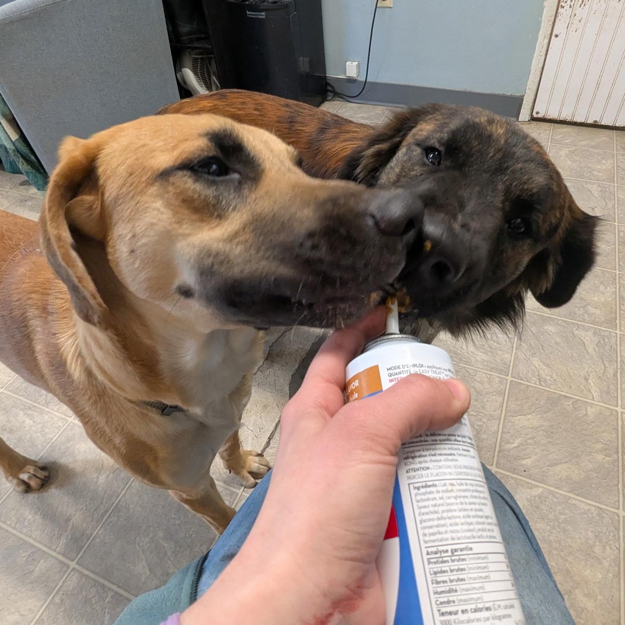 Enlarge Ted, a Adoptable mixed breed in The Dalles, OR image 5/6