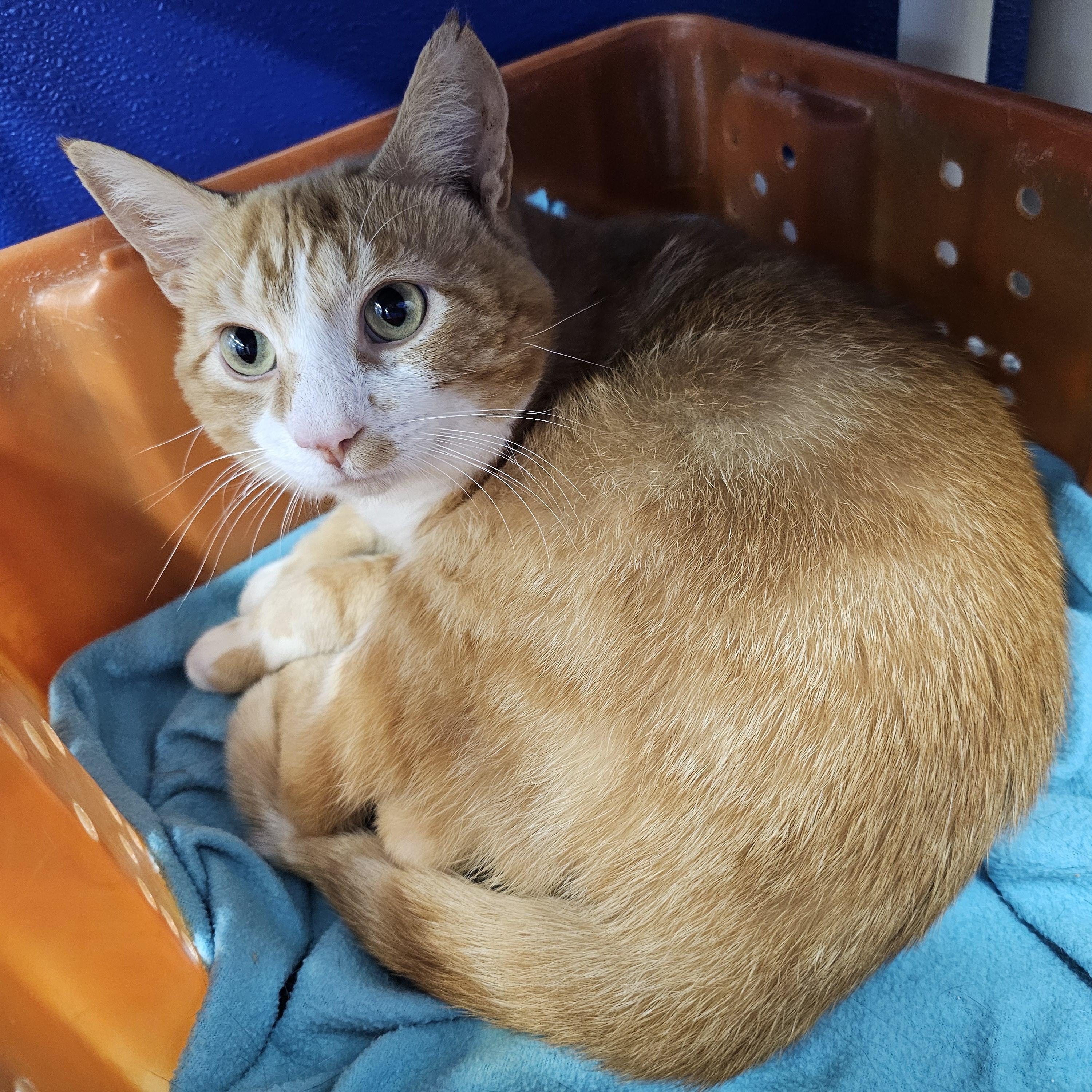 Enlarge Plex, an adoptable mixed breed in Dunkirk, NY image 1/1