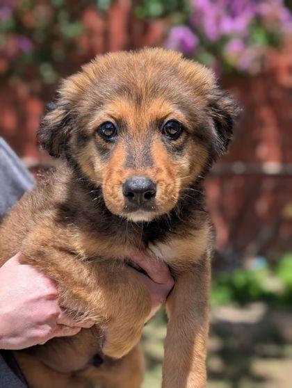 Slate, Adoptable, Adult Male Australian Shepherd & Mixed Breed.