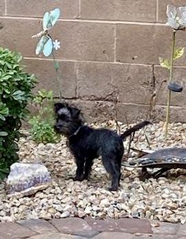 Enlarge Gunner, an adopted mixed breed in Las Vegas, NV image 3/3