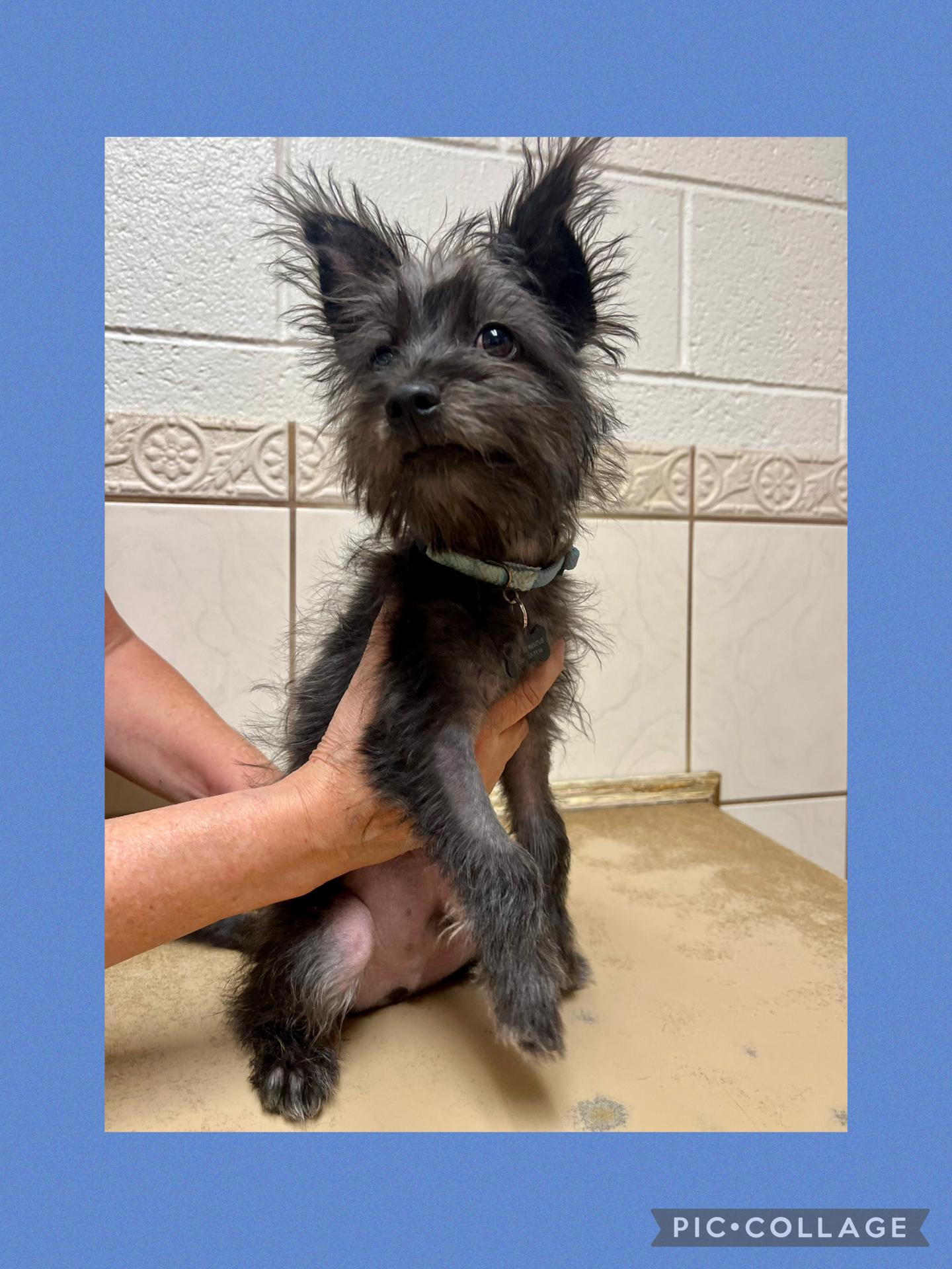 Enlarge Gunner, an adopted mixed breed in Las Vegas, NV image 2/3