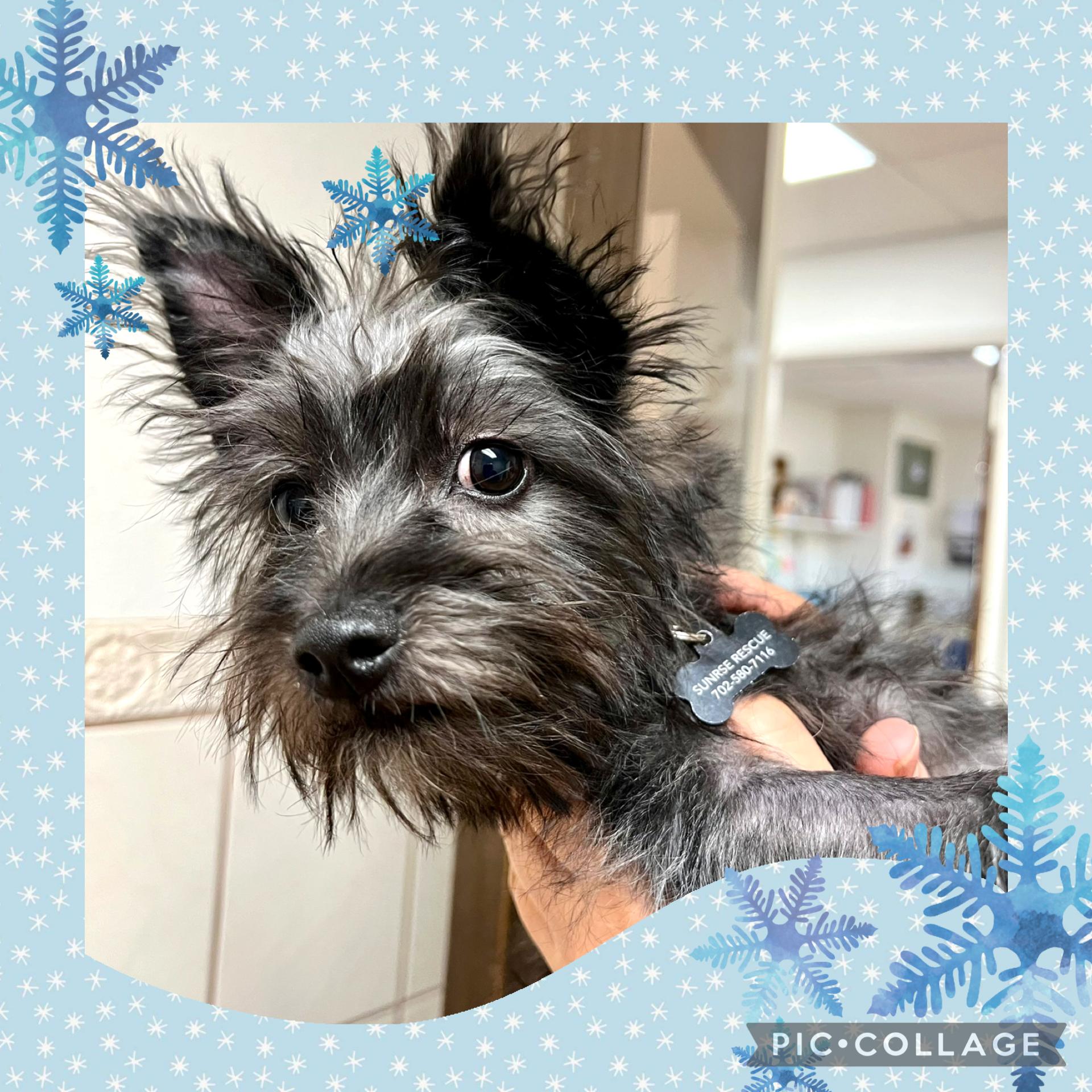 Gunner, adopted, Puppy Male Terrier.