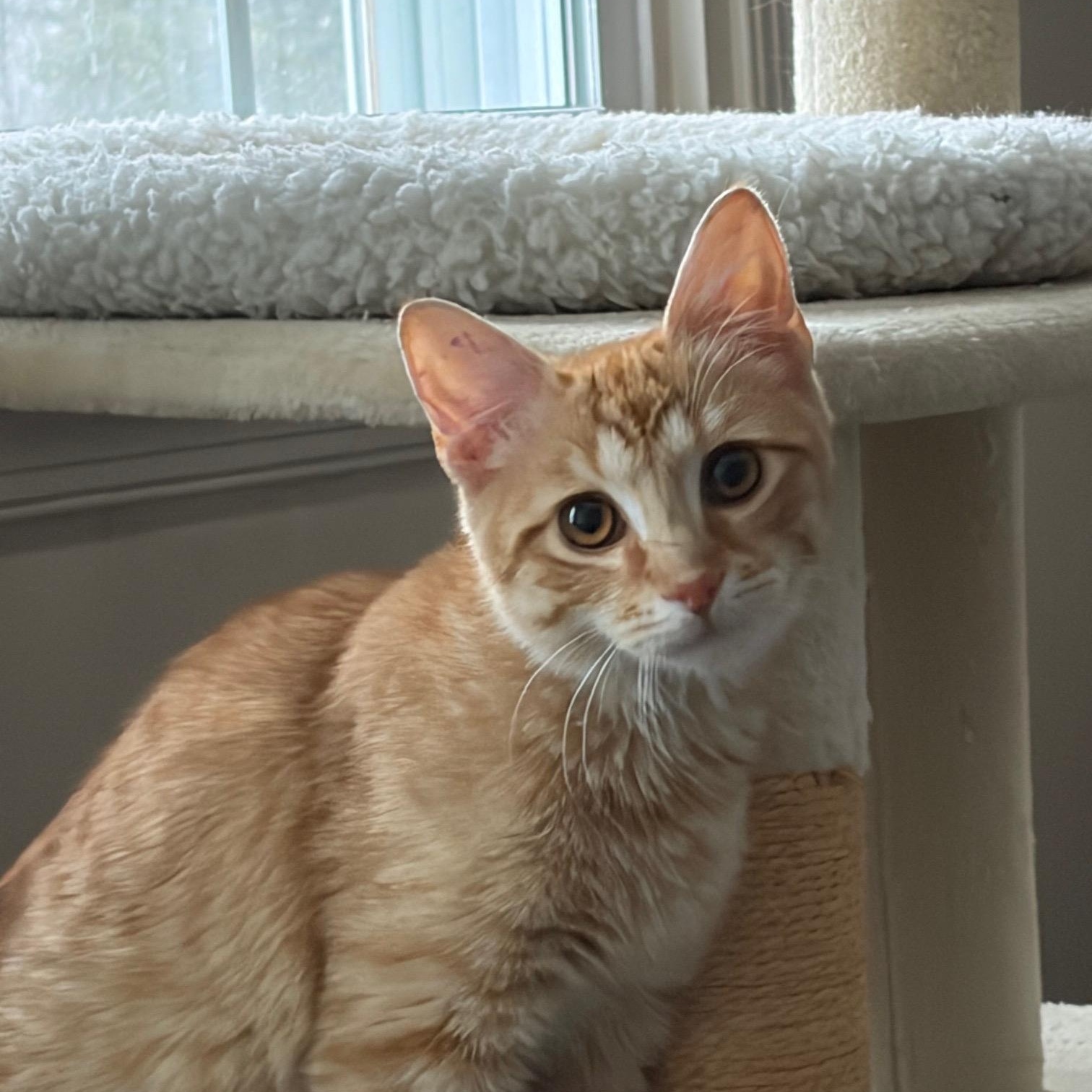 ETHAN, ADOPTABLE, Kitten Male Tabby & Domestic Short Hair.