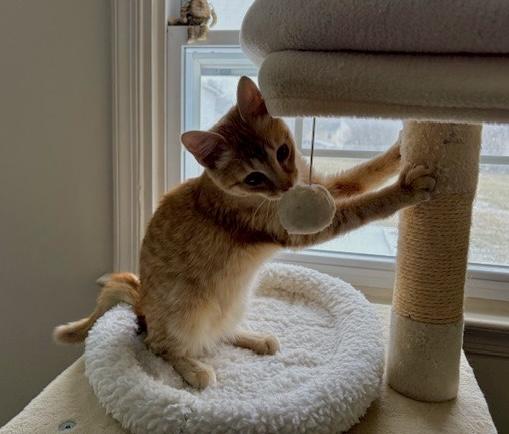 Enlarge ETHAN, a ADOPTABLE mixed breed in Churchville, PA image 3/3